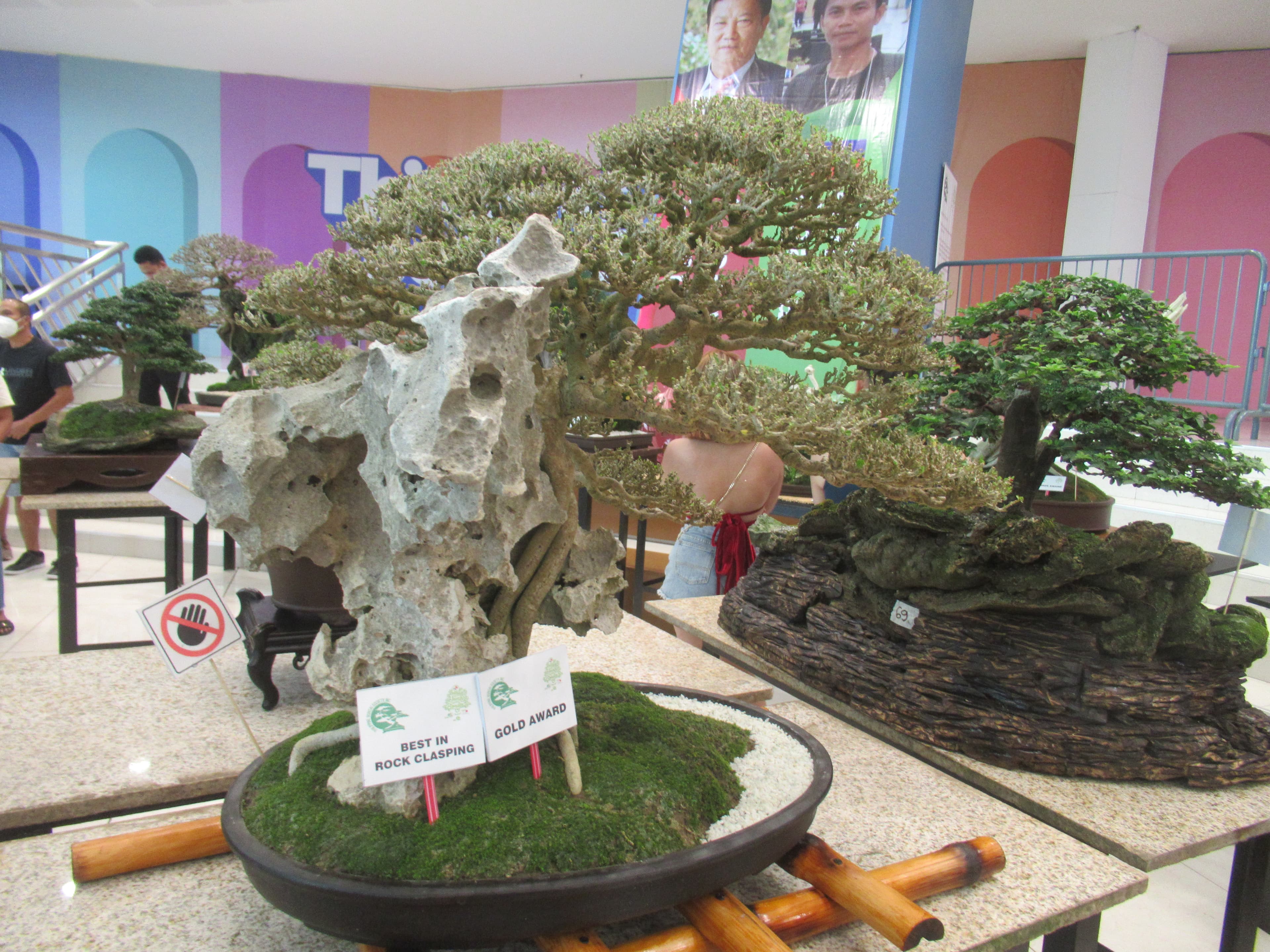 Ficus Rock Clasping Bonsai