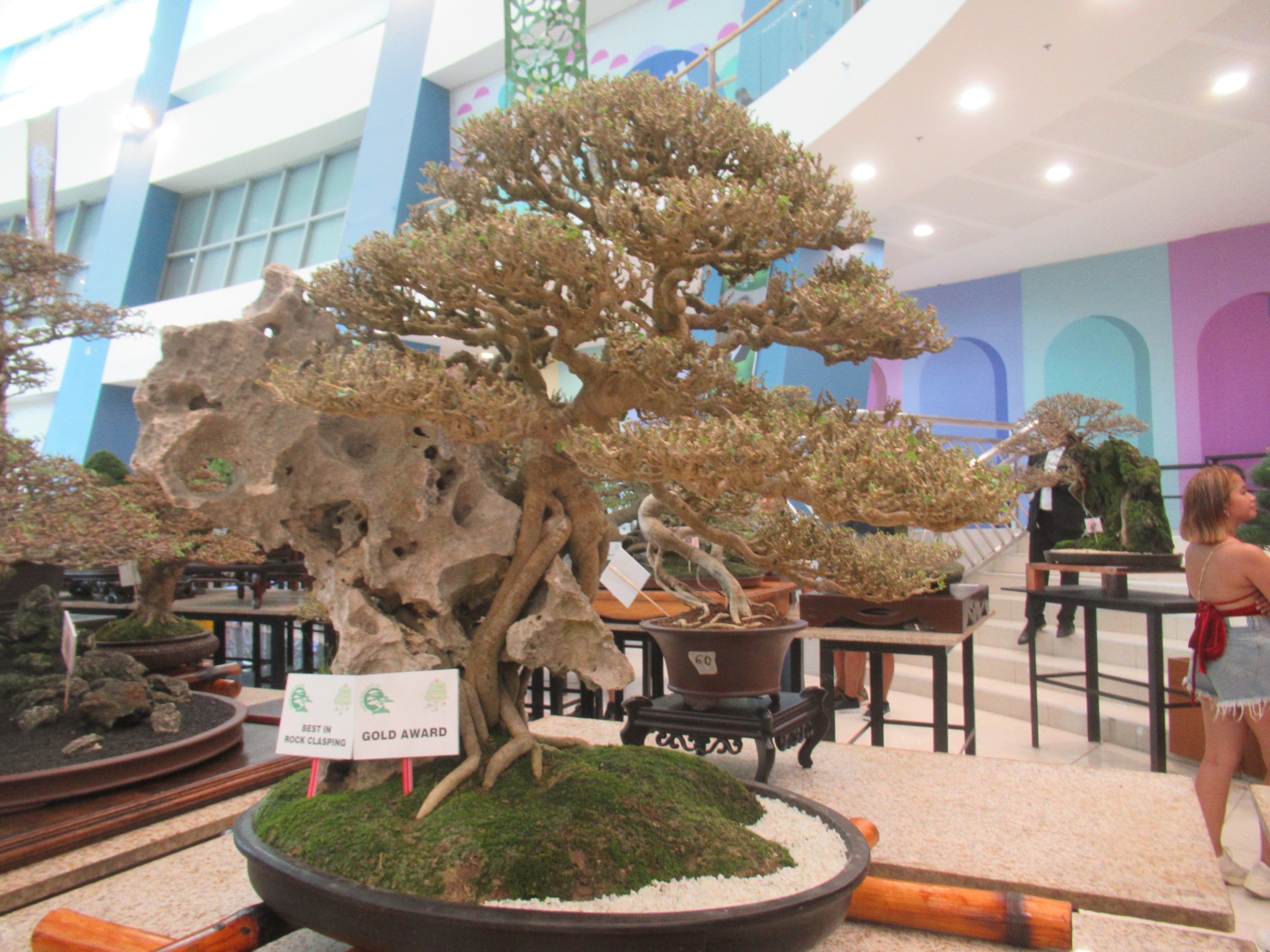 Ficus Root-Over-Rock Bonsai