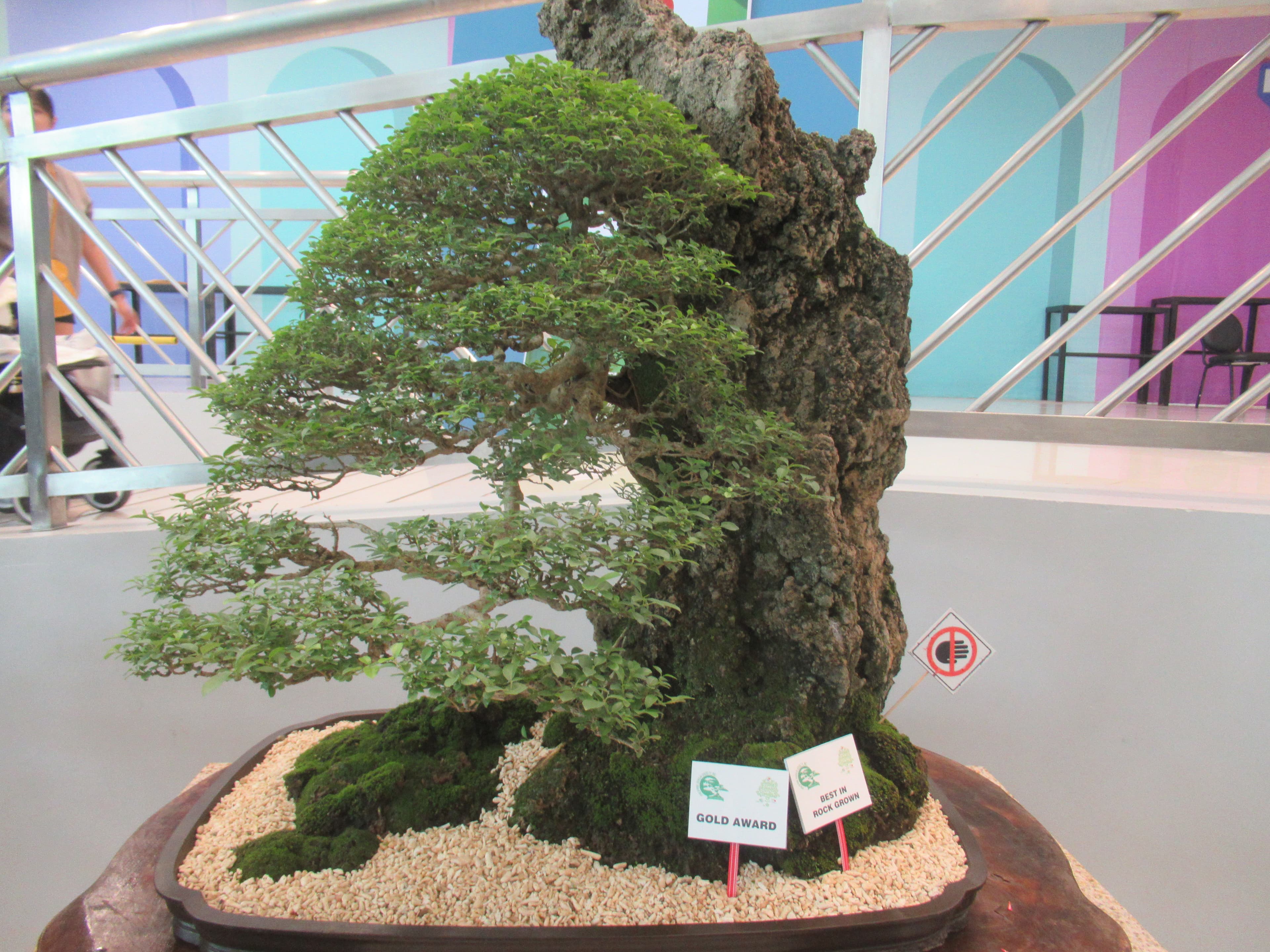 Award-Winning Ficus Root-Over-Rock Bonsai