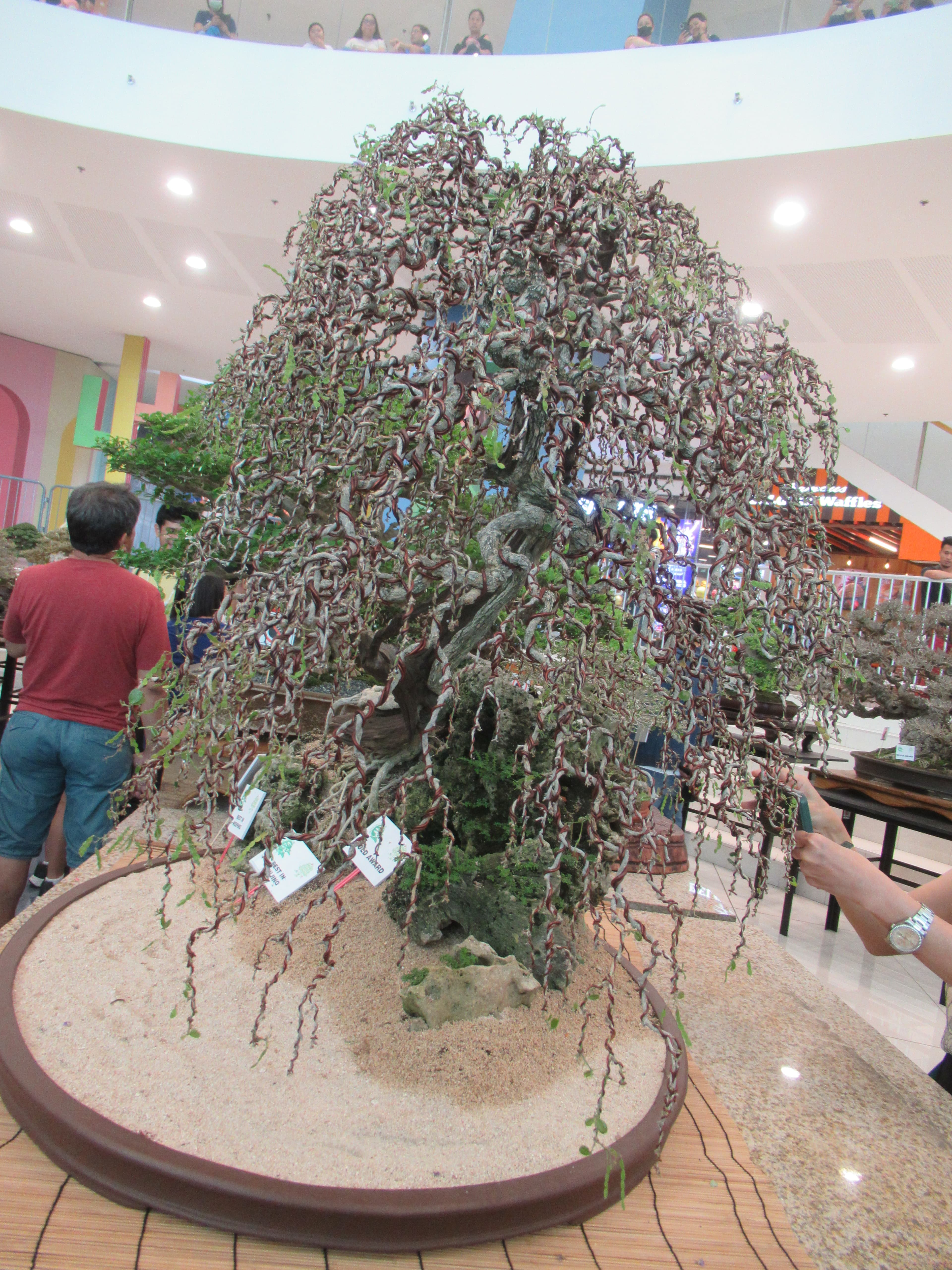 Large Corkscrew Willow Bonsai