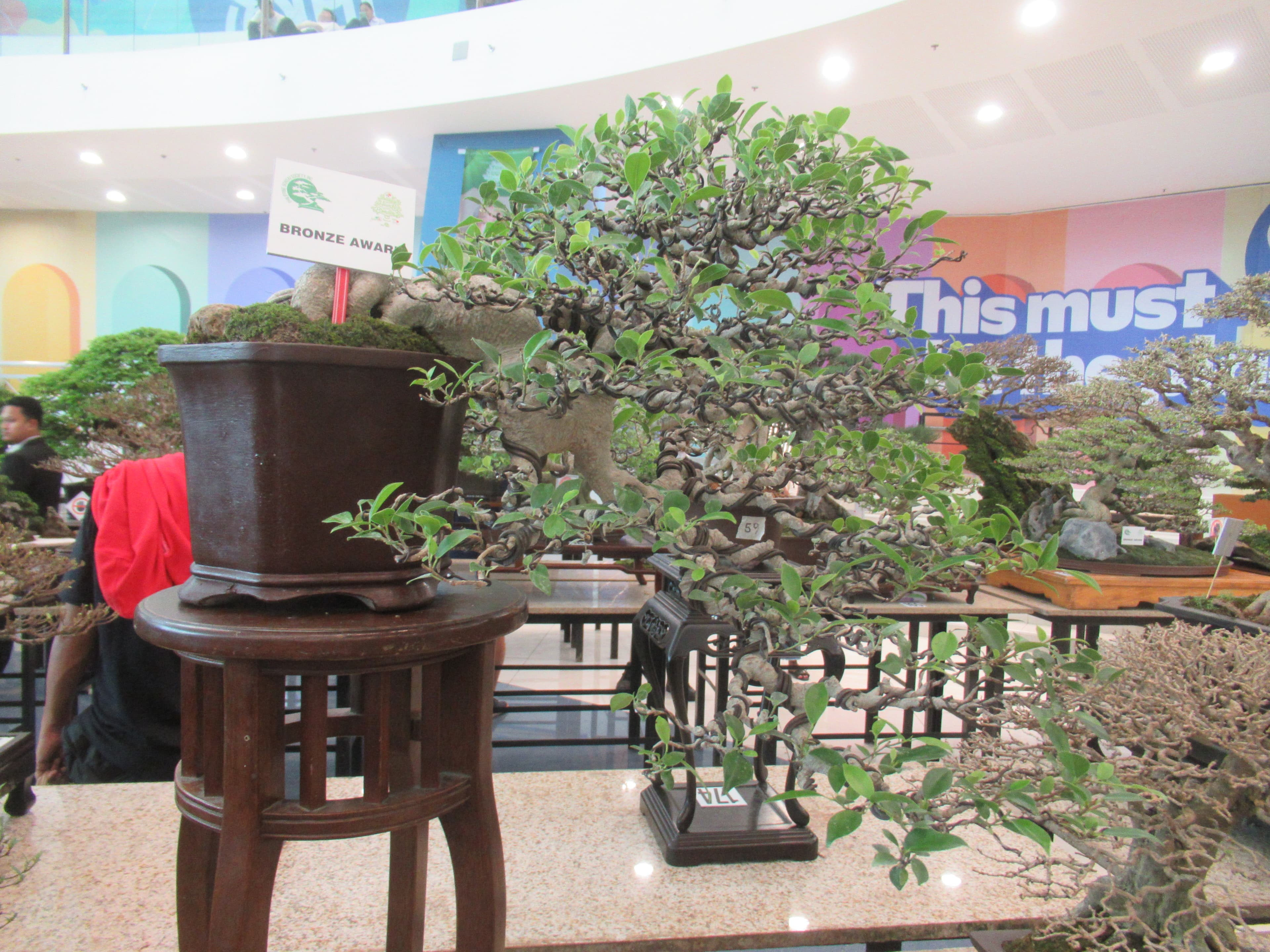 Gnarled Ficus Bonsai (Bronze Award)
