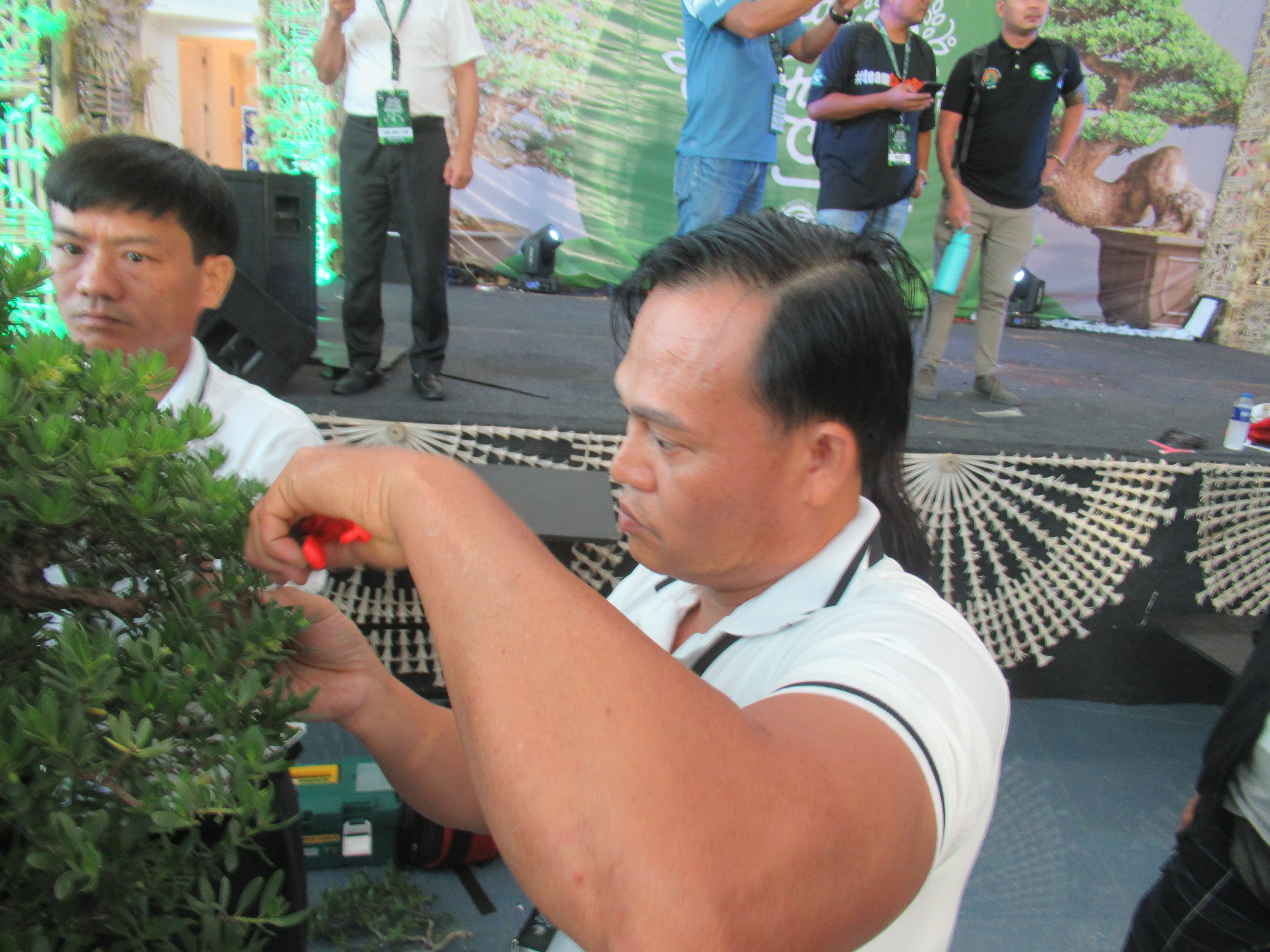 Refined Premna Bonsai