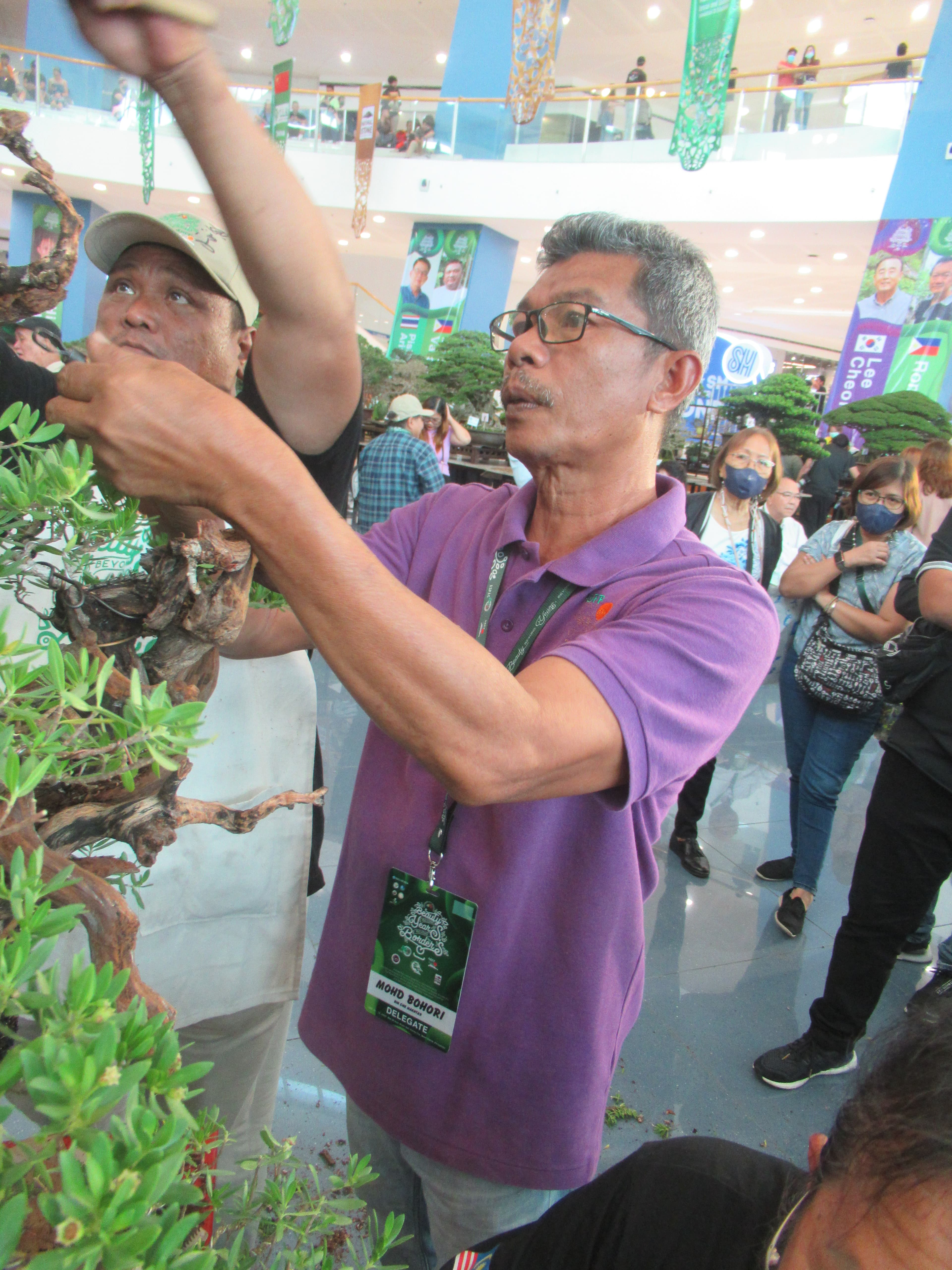 Philippine Tea Tree Bonsai