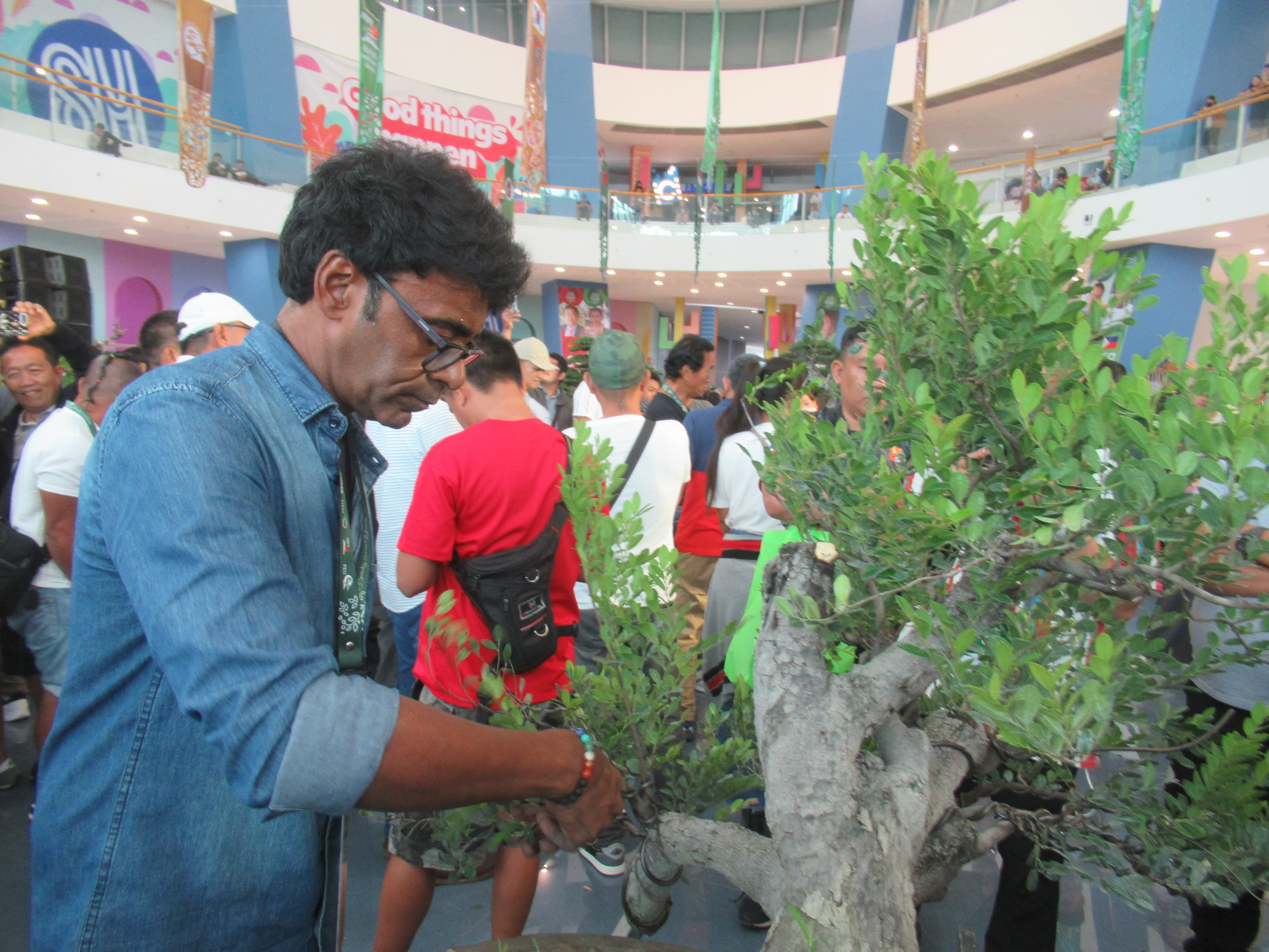Ancient Ficus Bonsai
