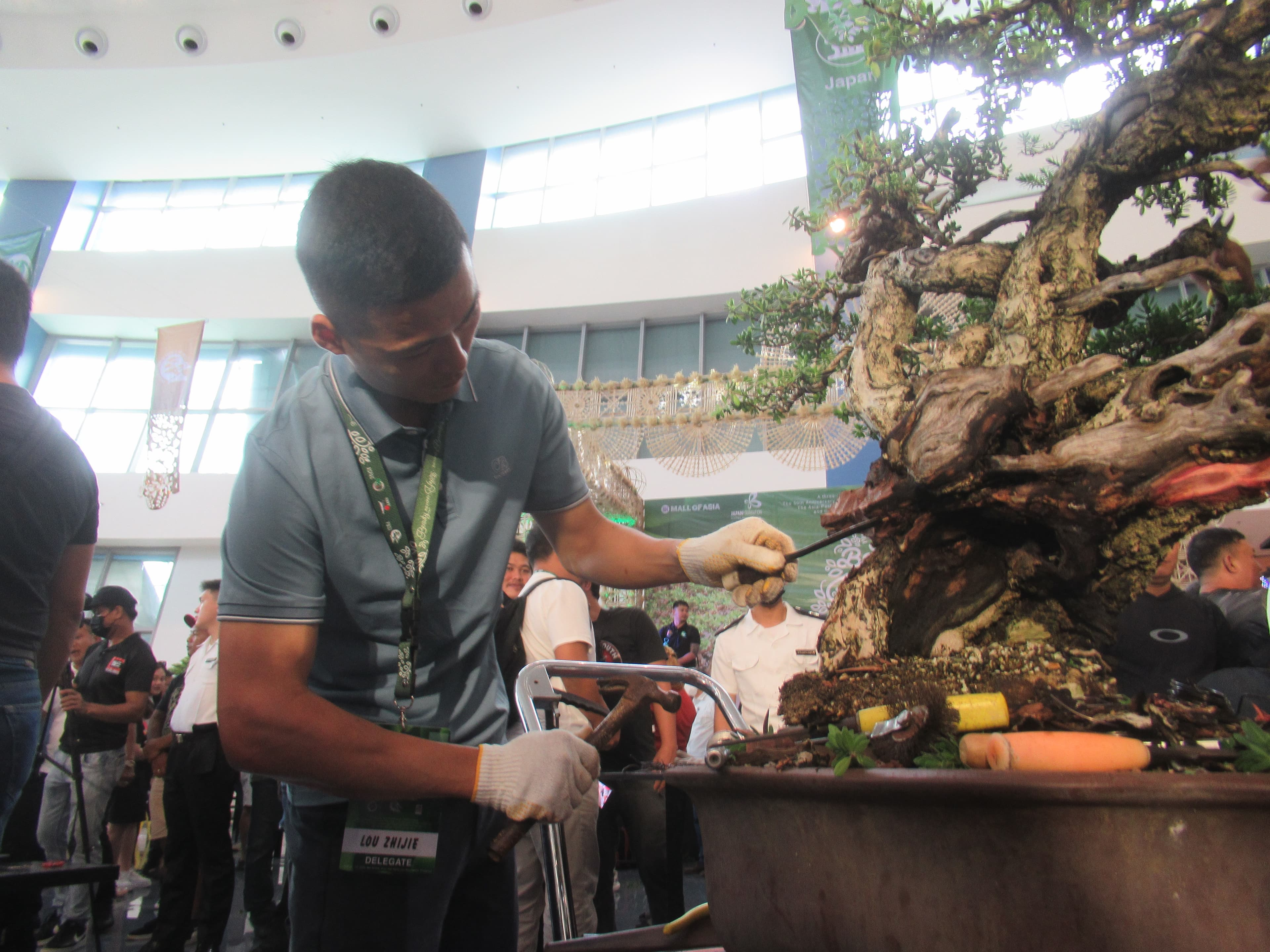 Ancient Ficus Bonsai with Gnarled Trunk