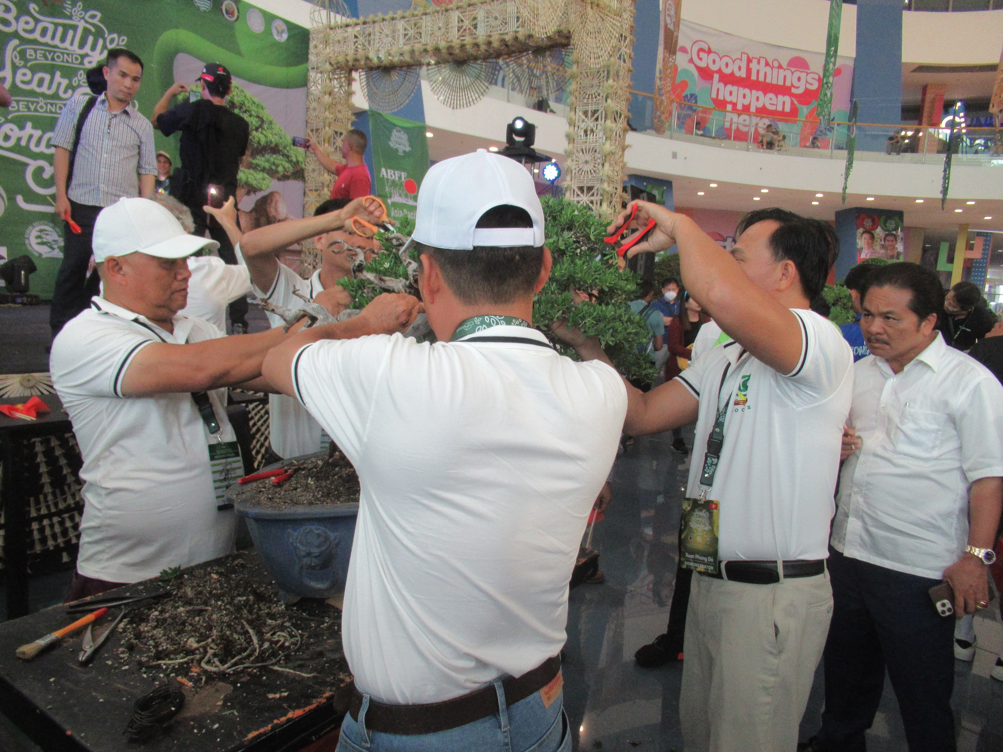 Philippine Ficus Bonsai in Training