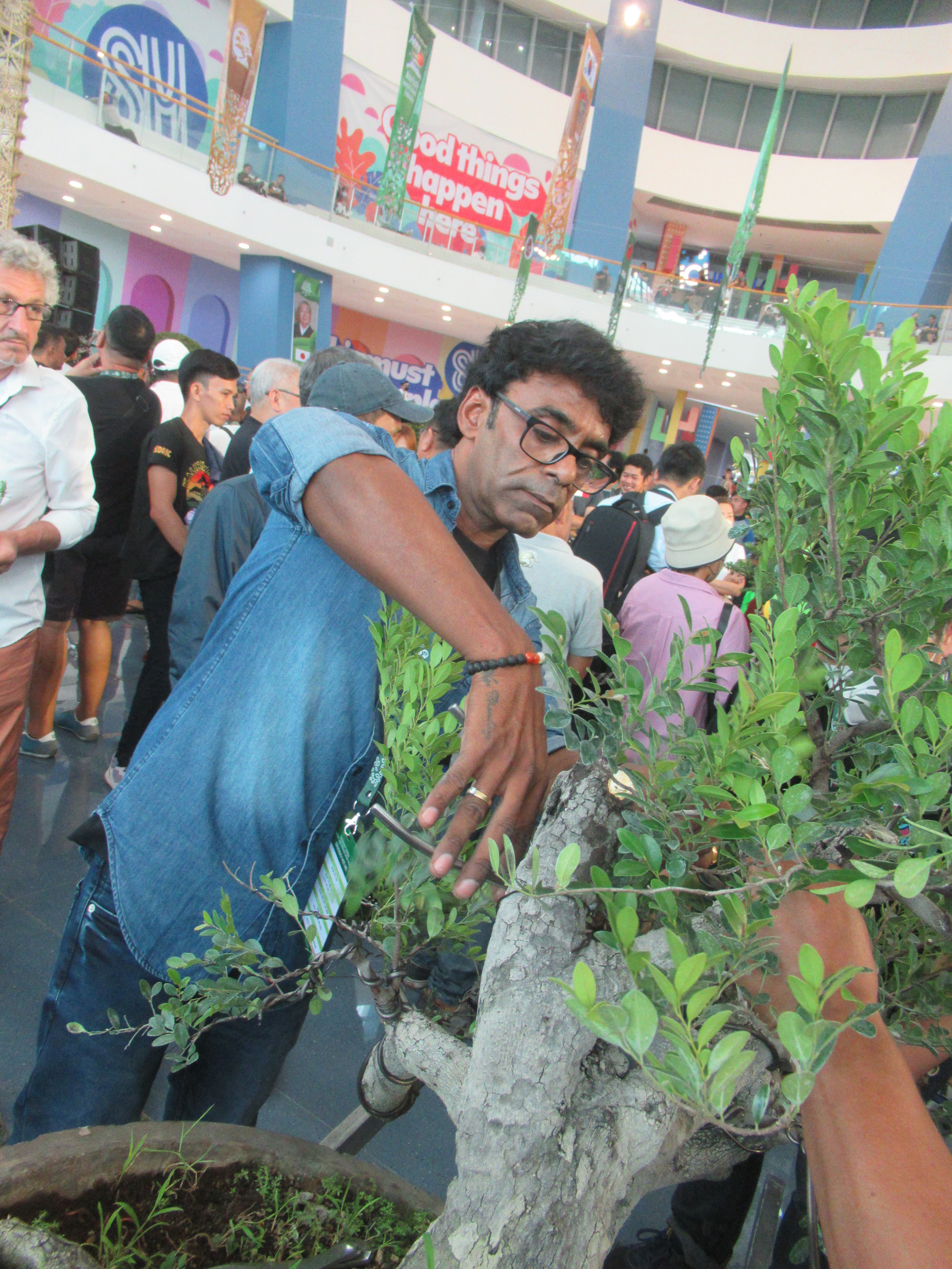Philippine Tea Tree Informal Upright Bonsai