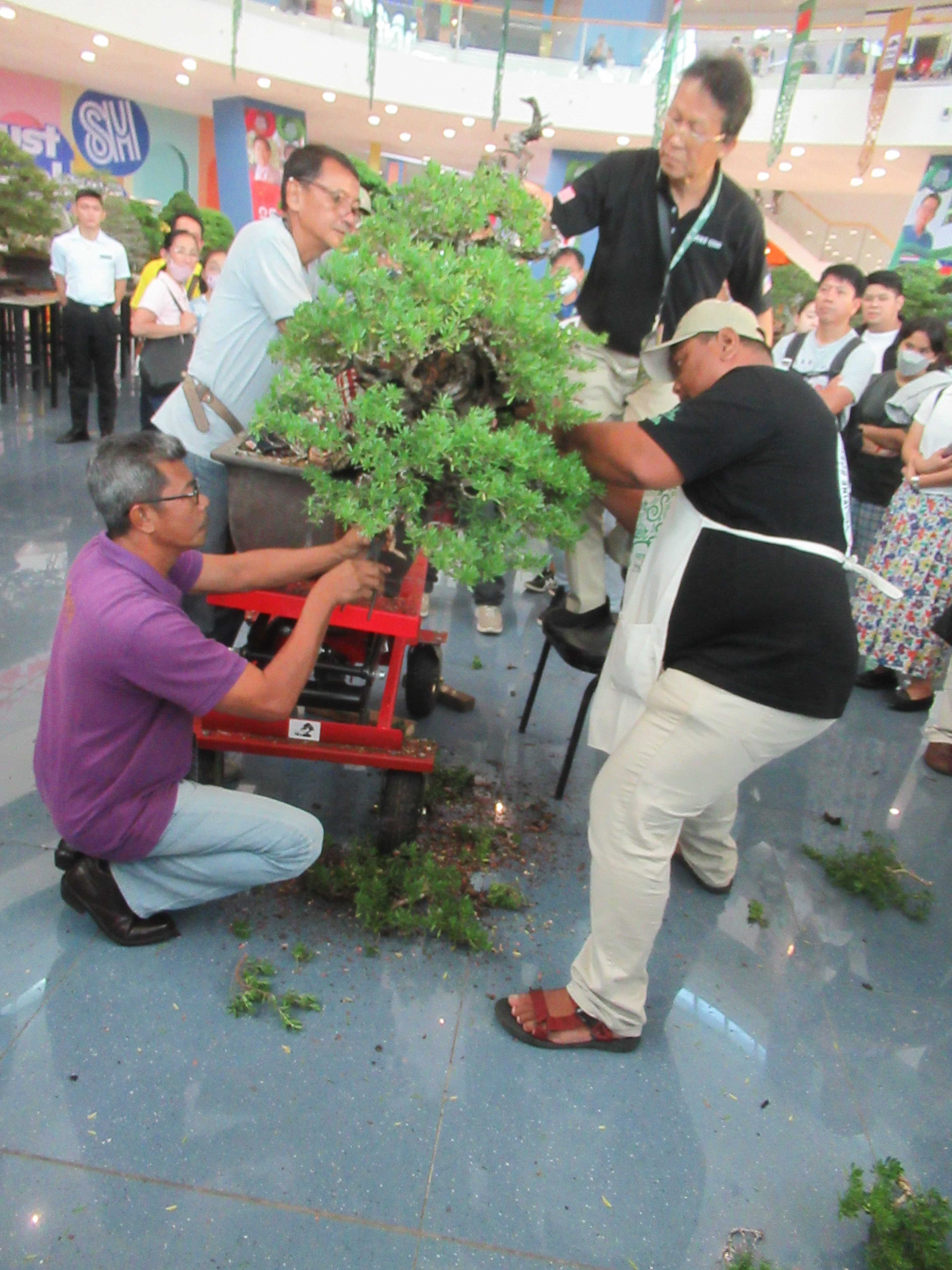 Philippine Ficus Bonsai