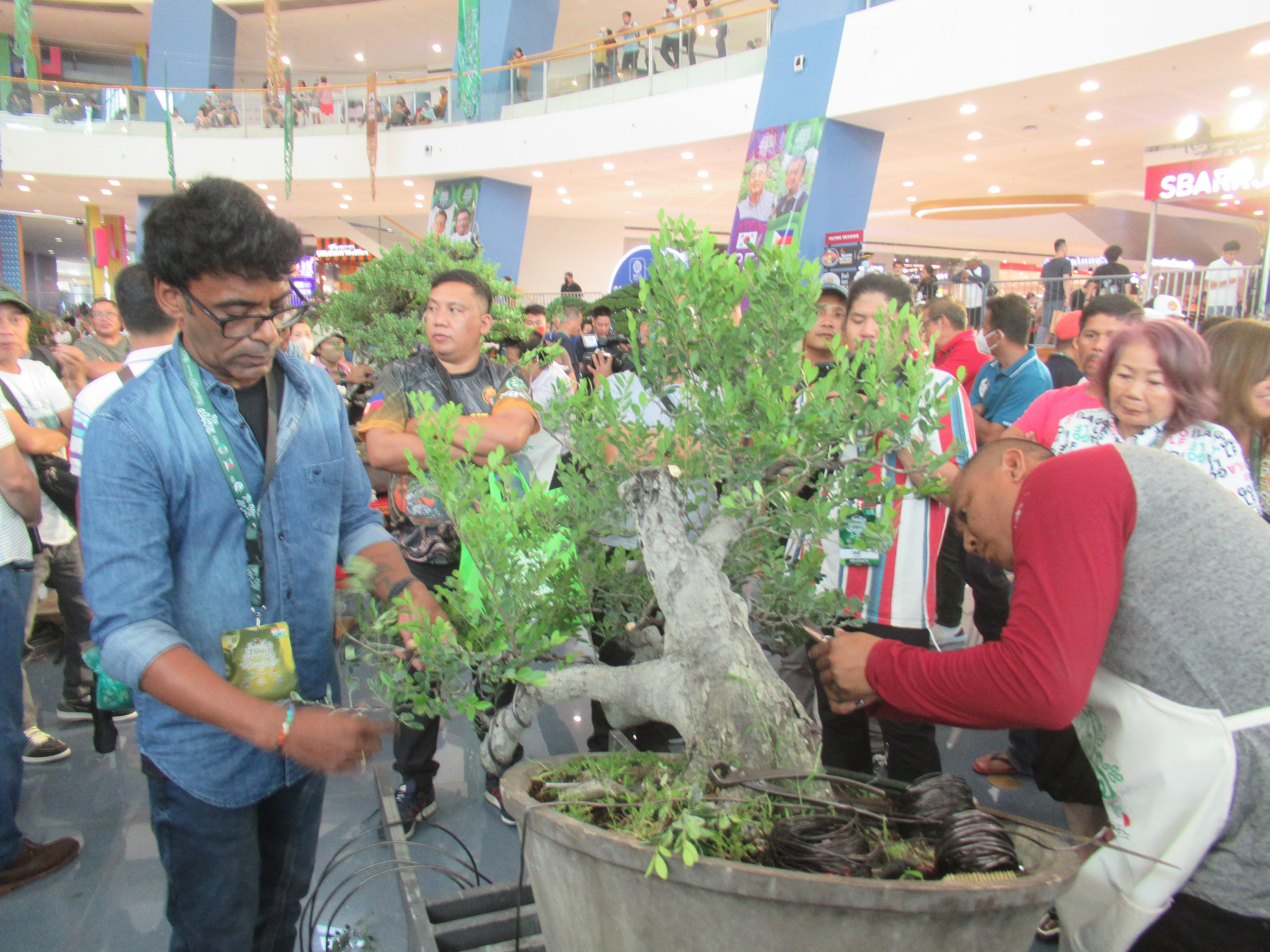 Aged Ficus Informal Upright Bonsai