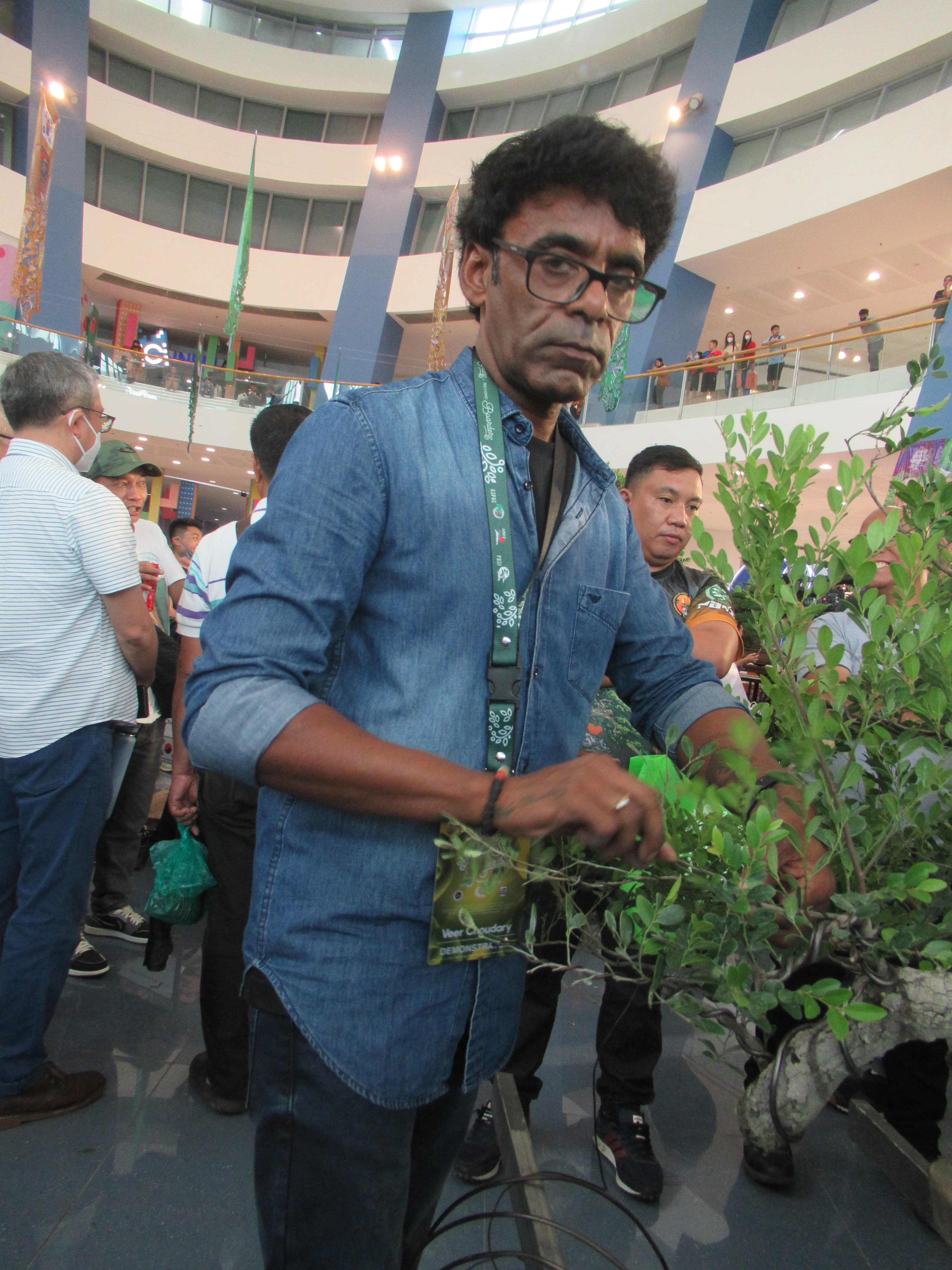 Philippine Tea Tree Bonsai in Training