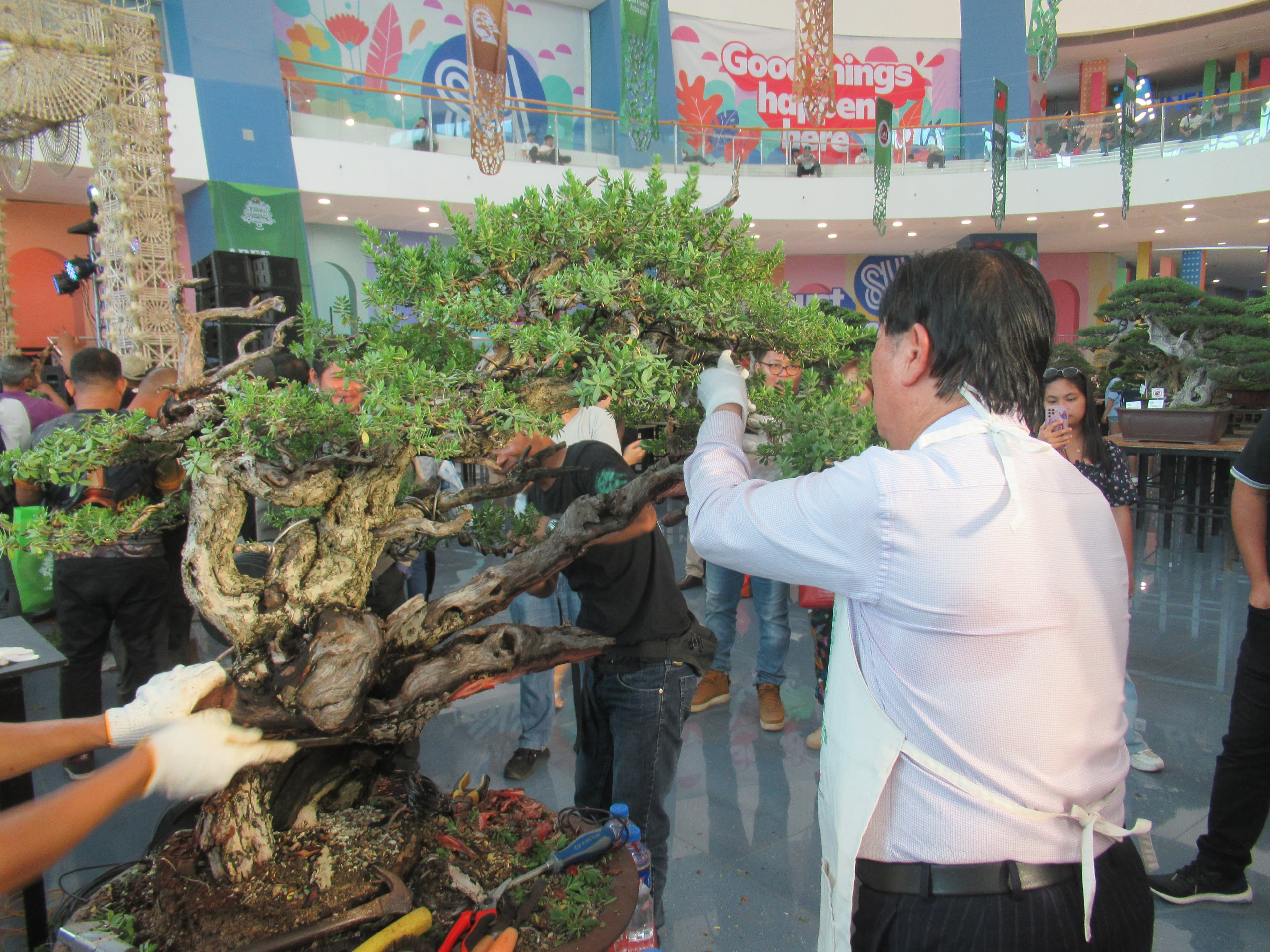 Ancient Gnarled Ficus Bonsai