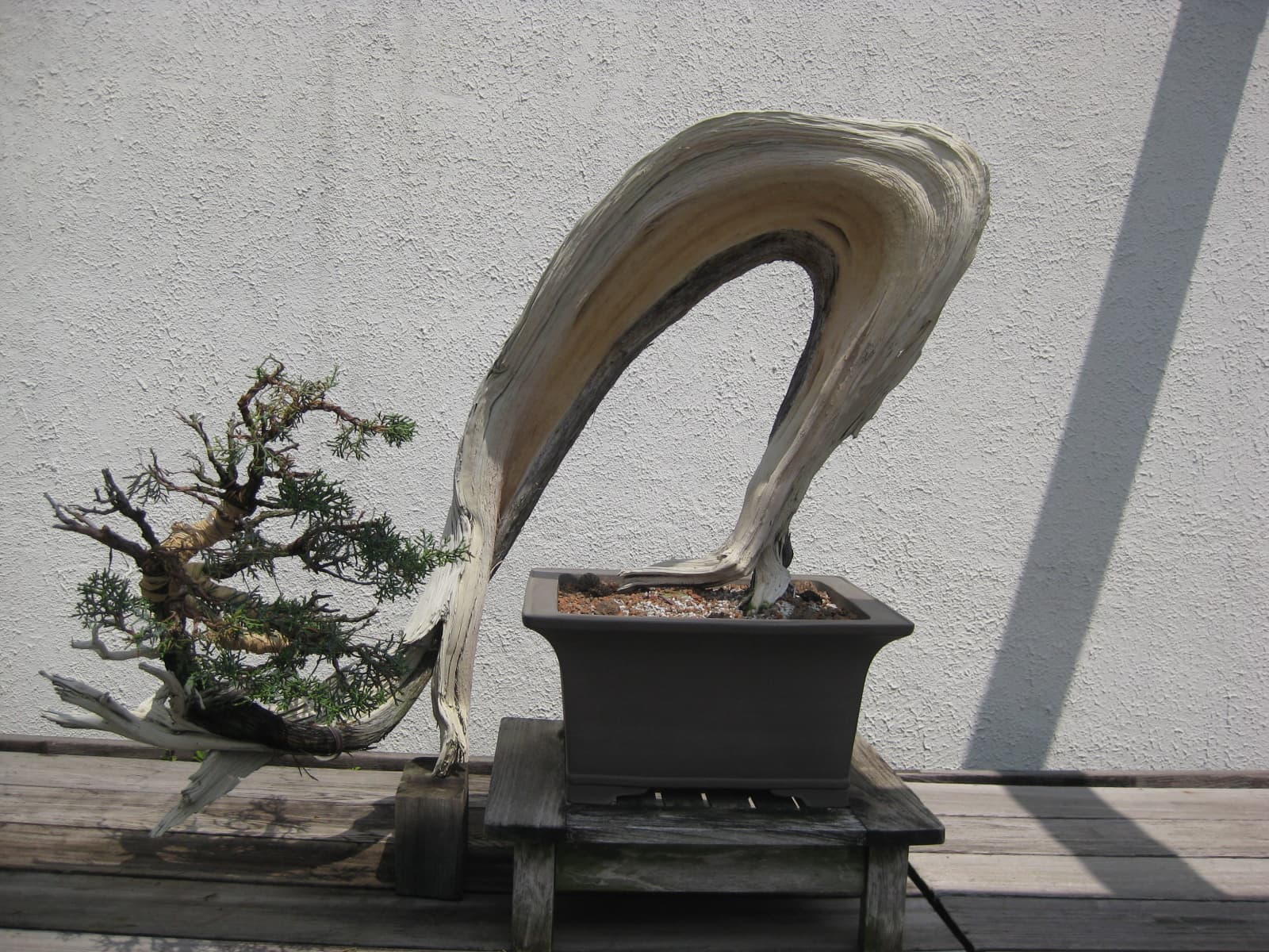 Chinese Juniper Semi-Cascade Bonsai
