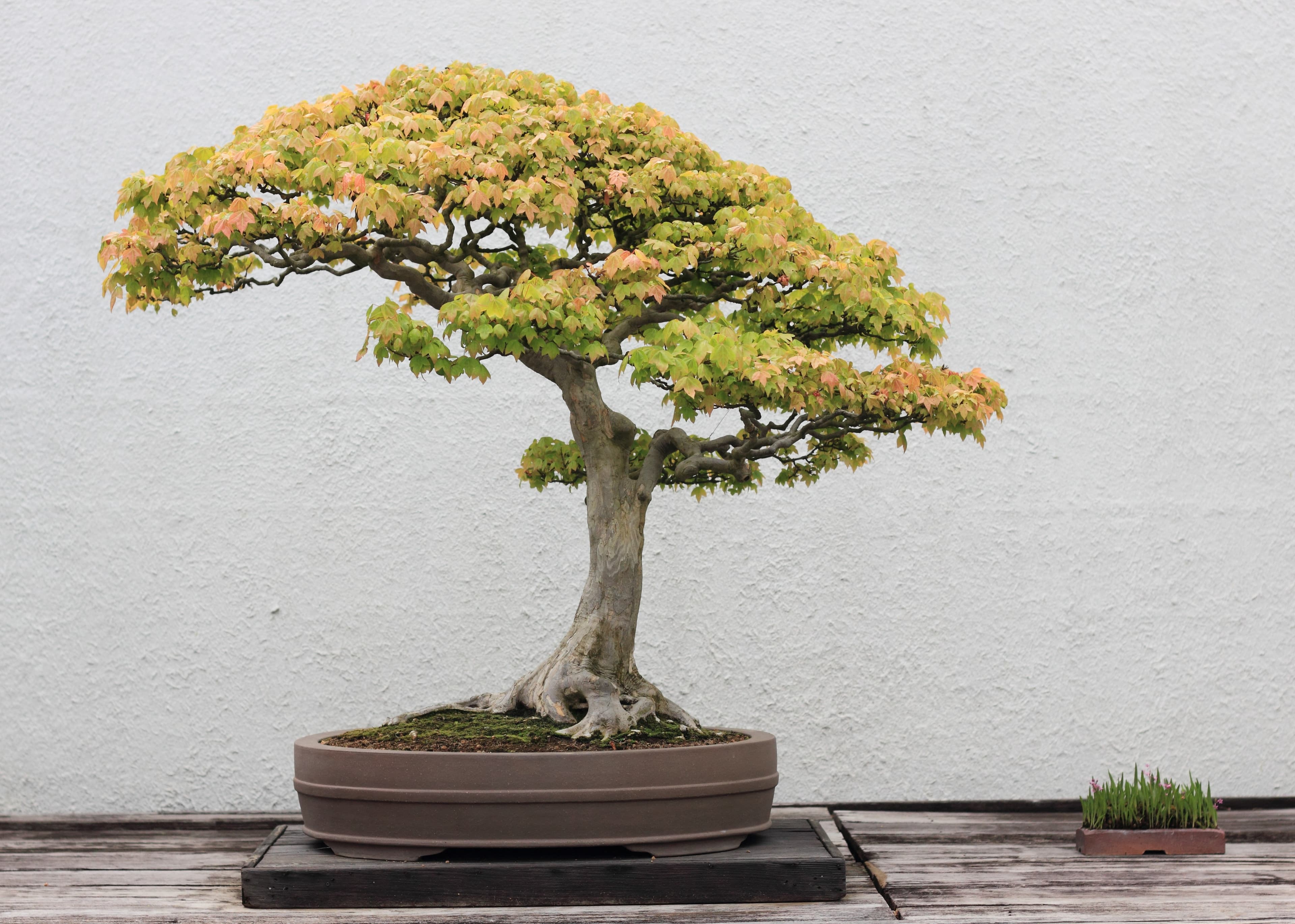 Trident Maple Bonsai