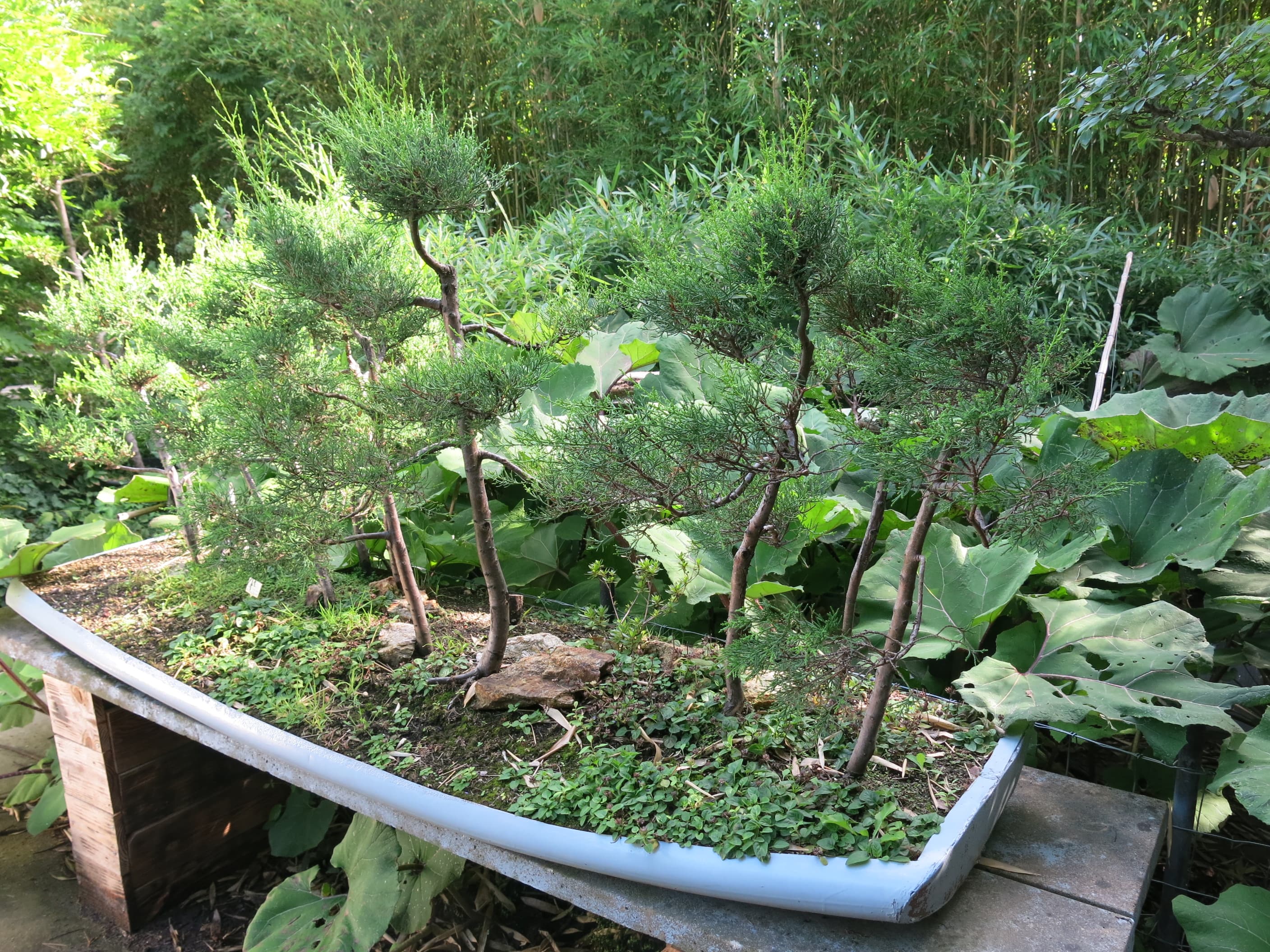 Juniper Forest Bonsai