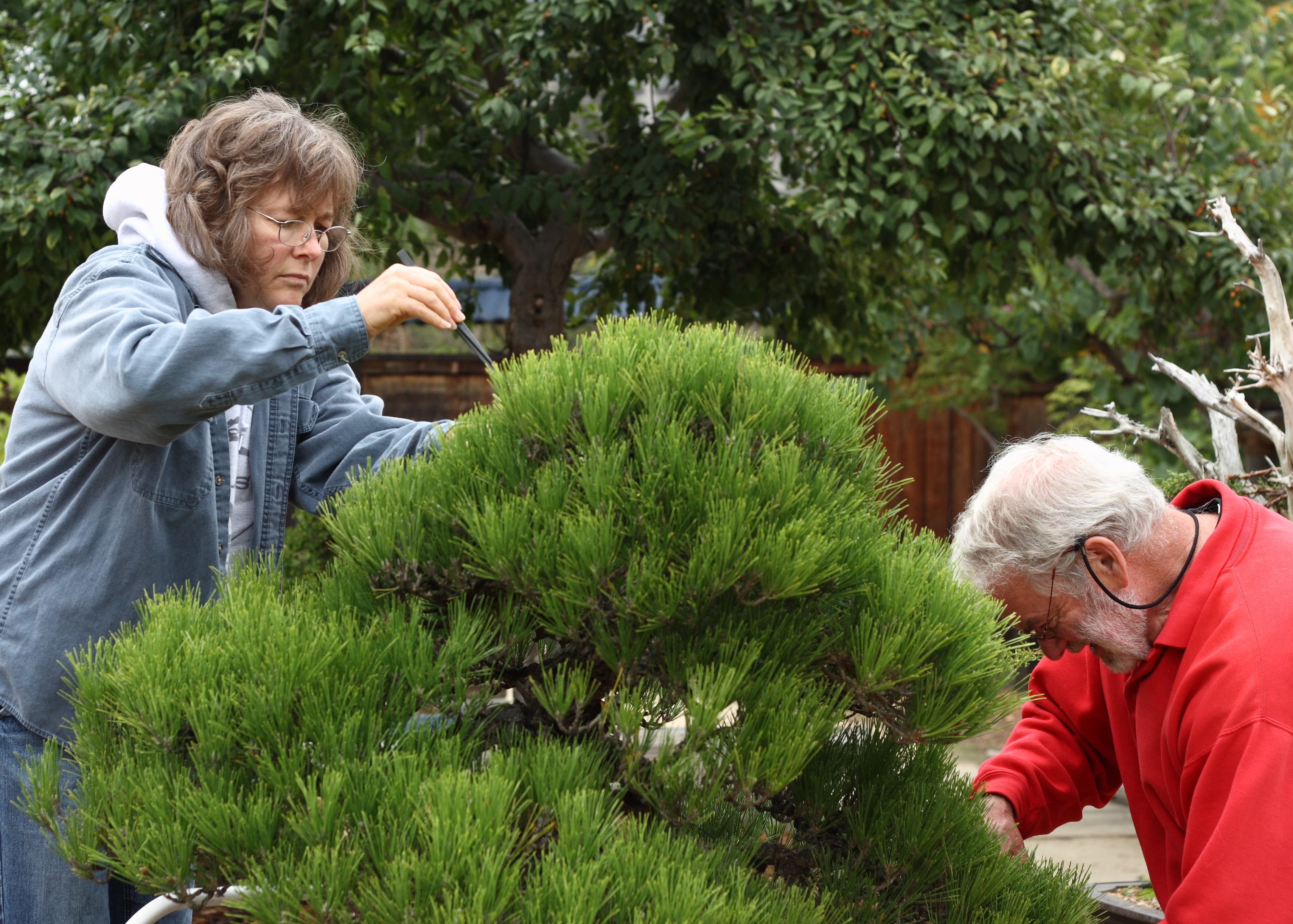 Japanese Black Pine Bonsai undergoing maintenance