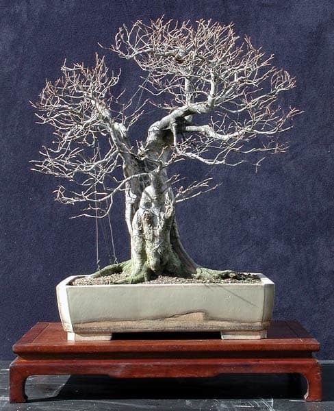 Walter Pall's Maple Forest