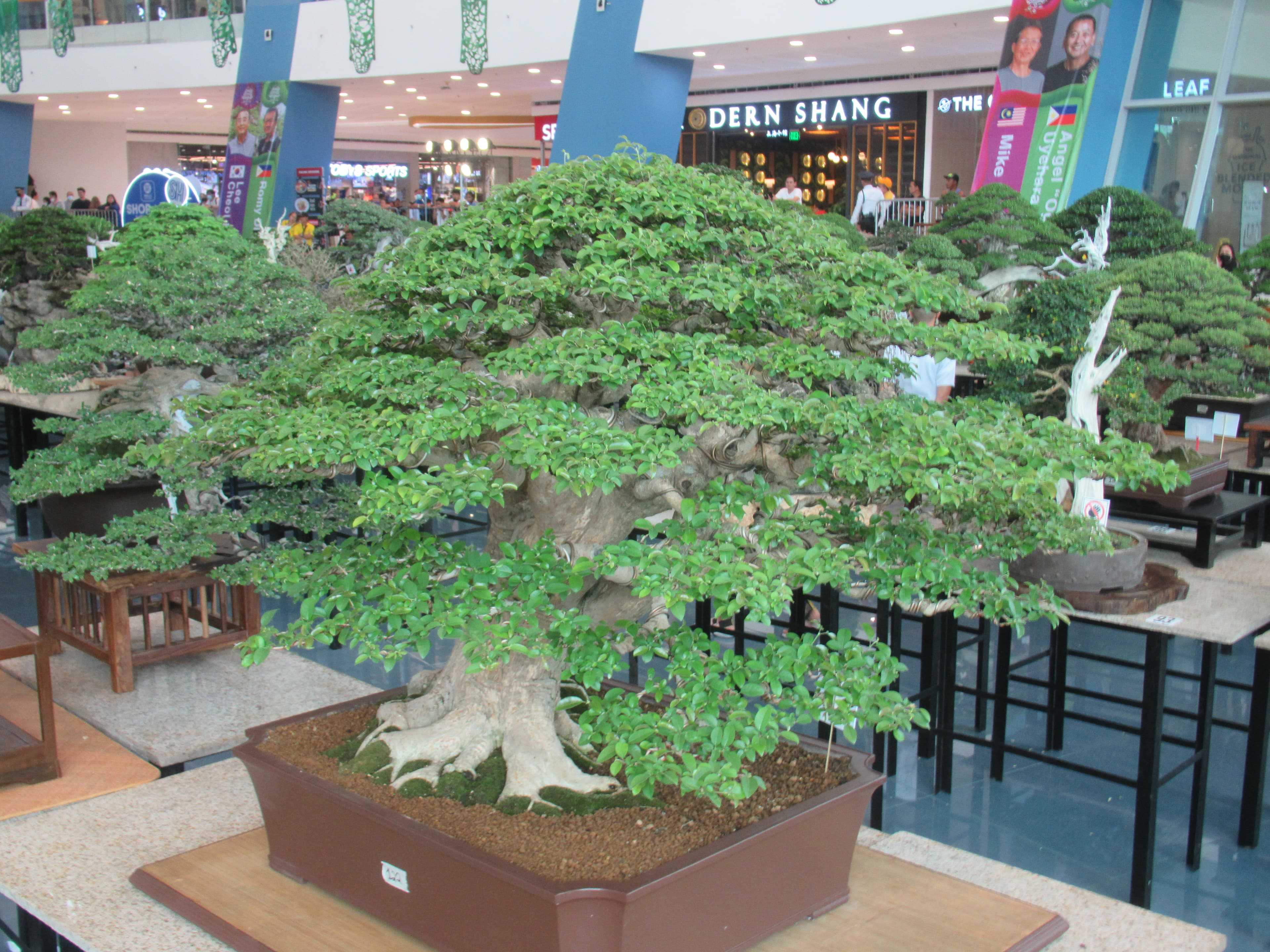 Aged Ficus Informal Upright Bonsai