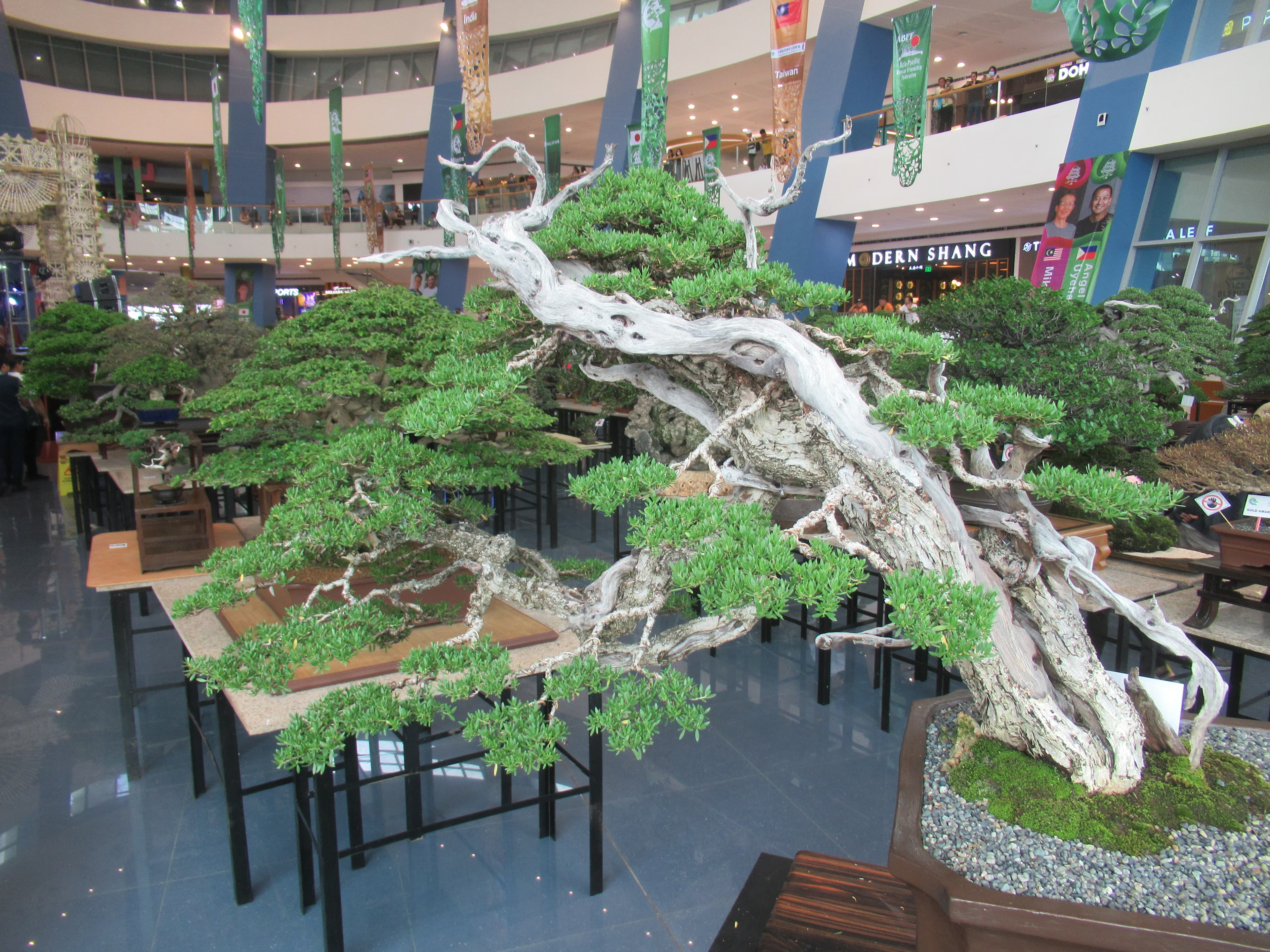Ancient Chinese Juniper Semi-Cascade Bonsai