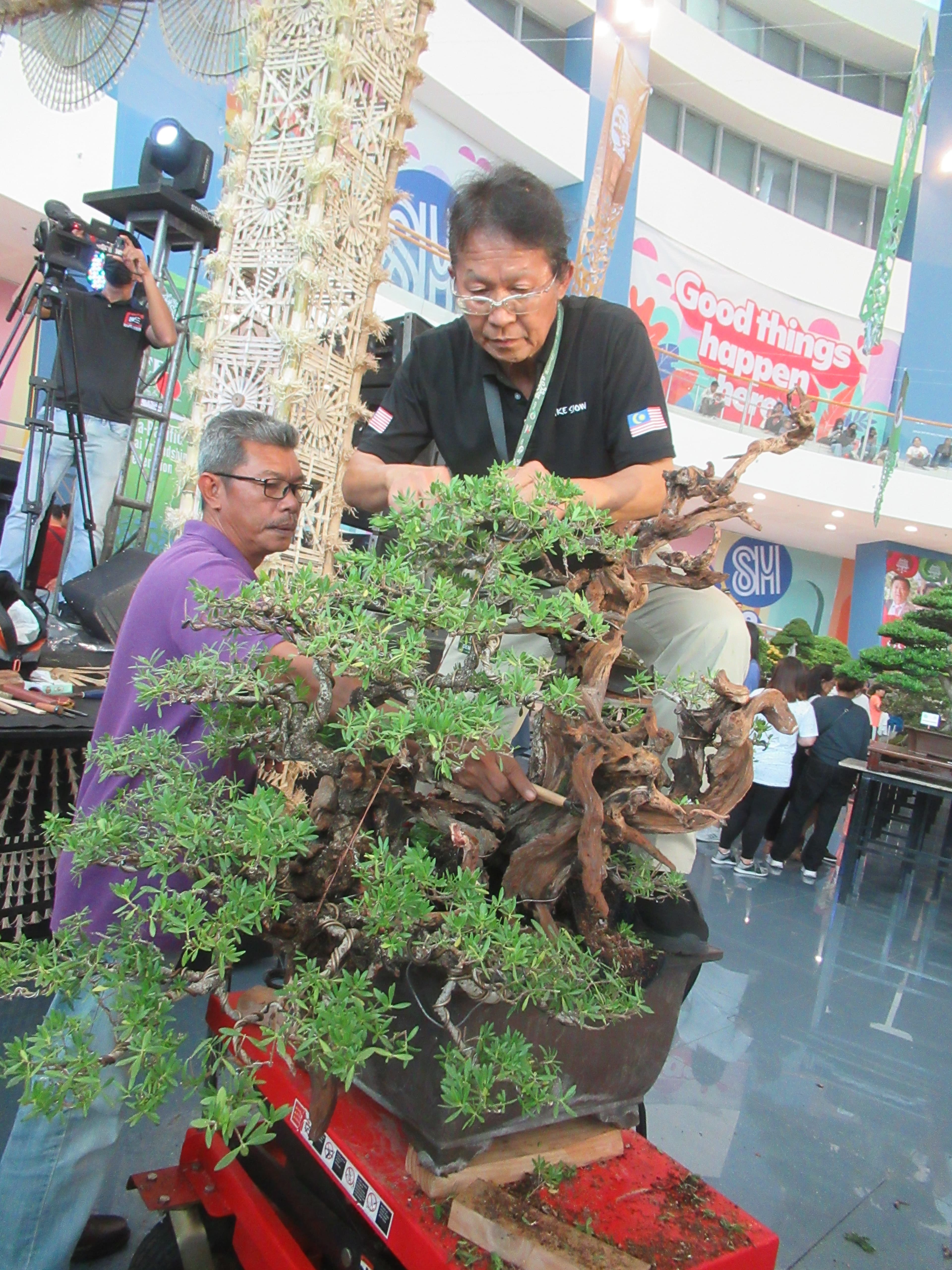 Ficus Bonsai with Dramatic Deadwood