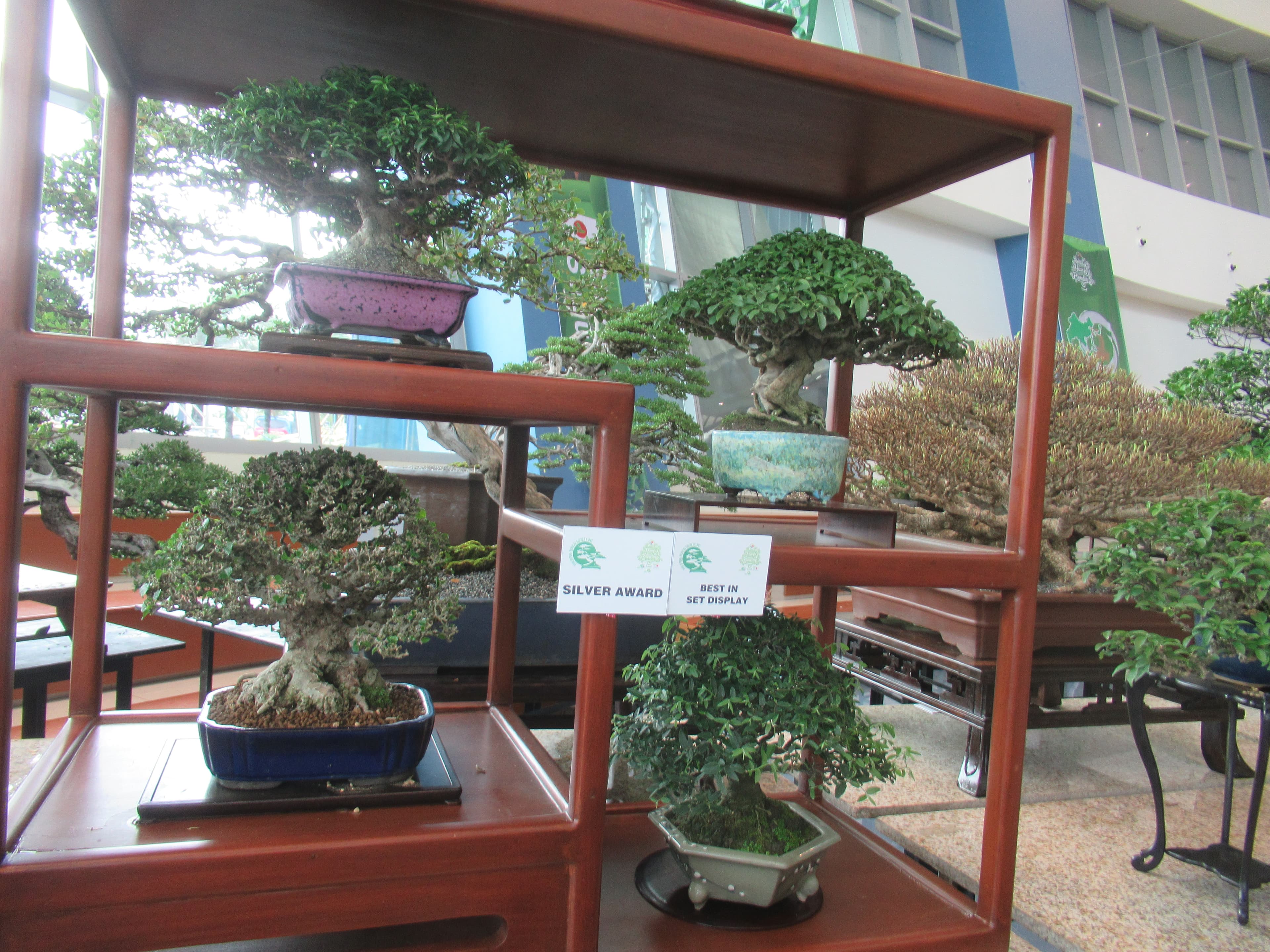 Philippine Tea Tree Informal Upright Bonsai