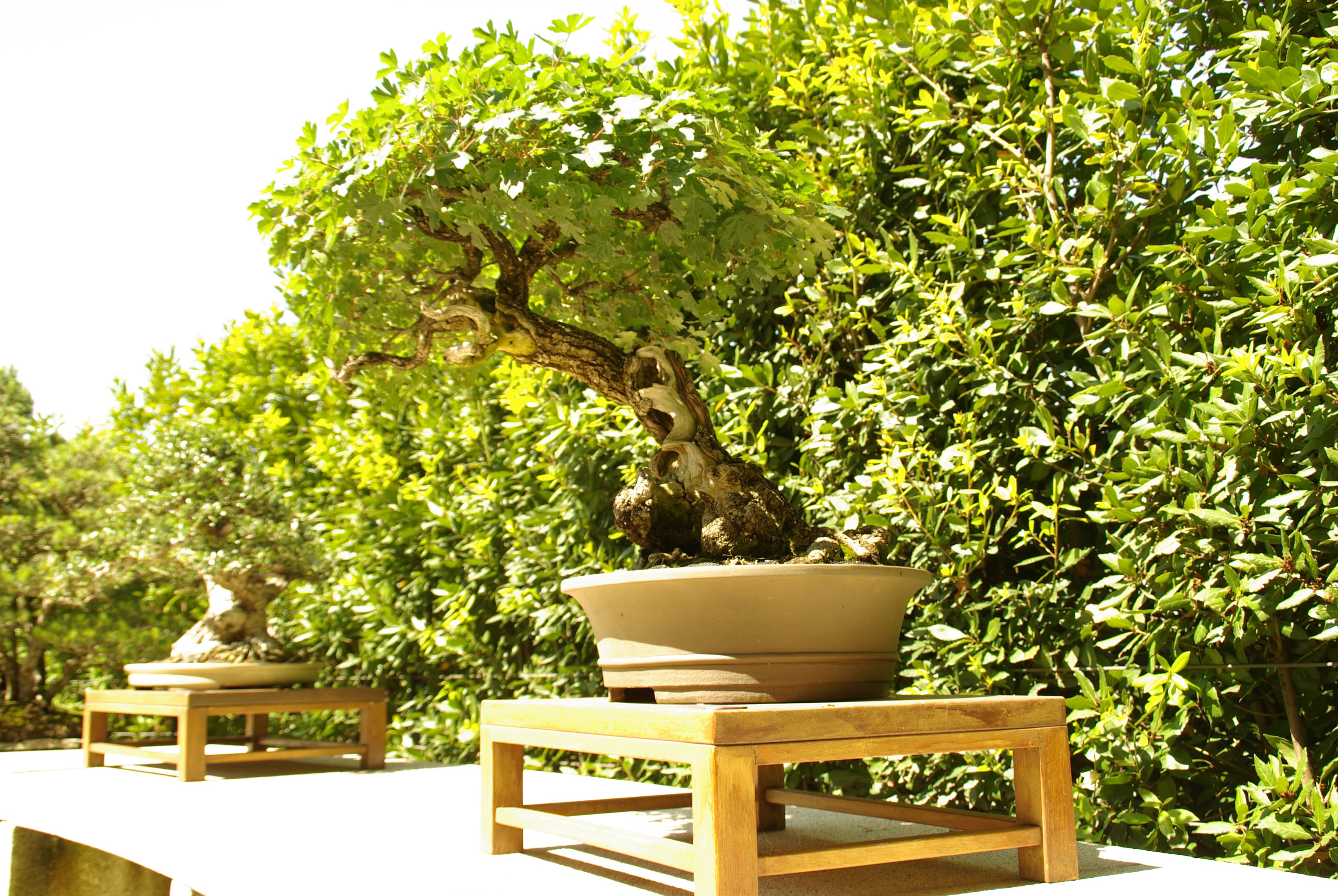 Gnarled European Oak Bonsai