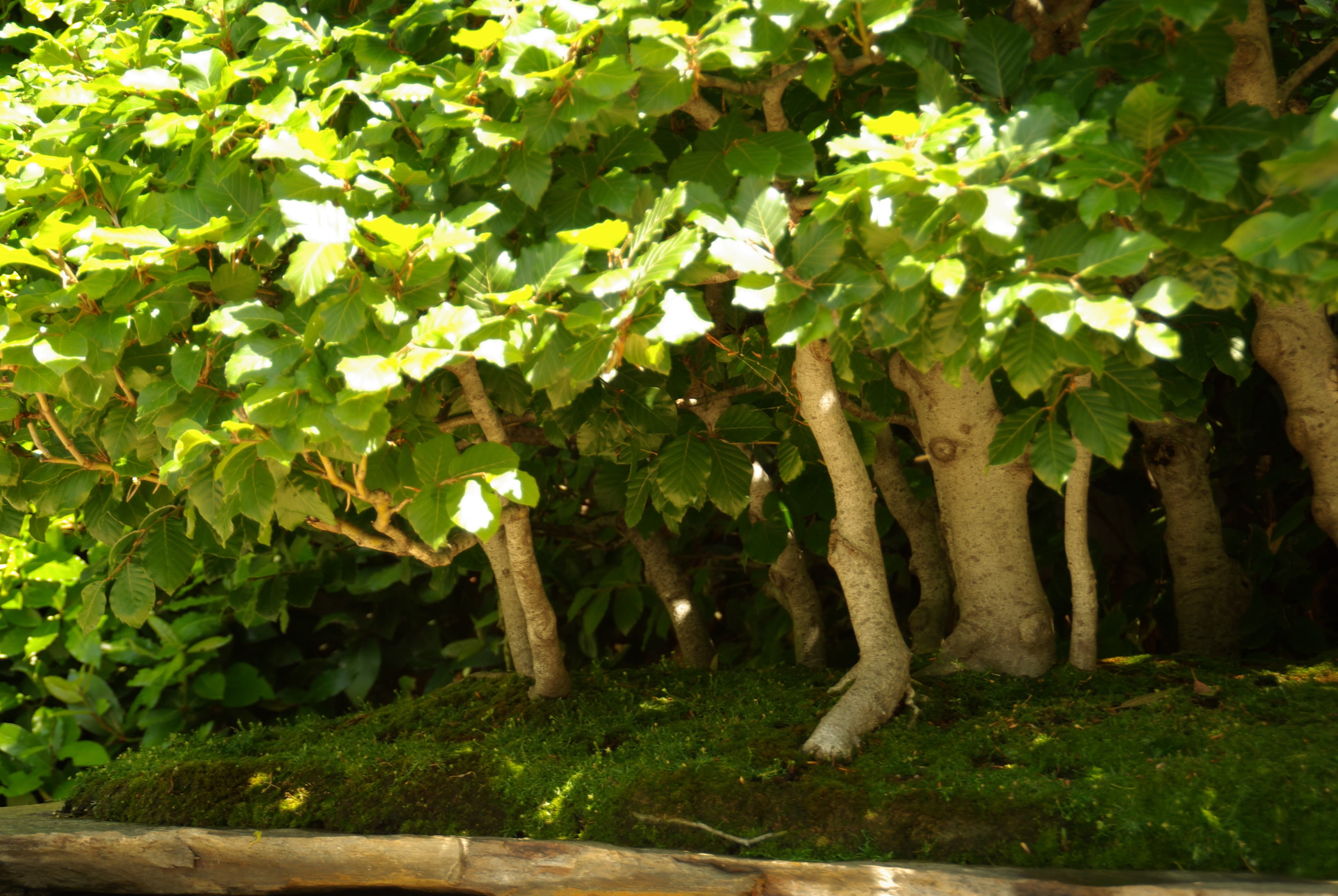 European Beech Forest Bonsai