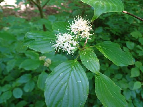 Alternate-leaved Dogwood