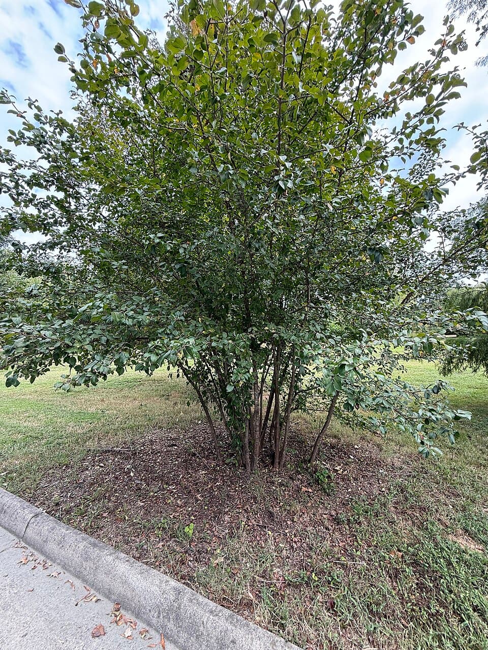 Blackhaw Viburnum Bonsai
