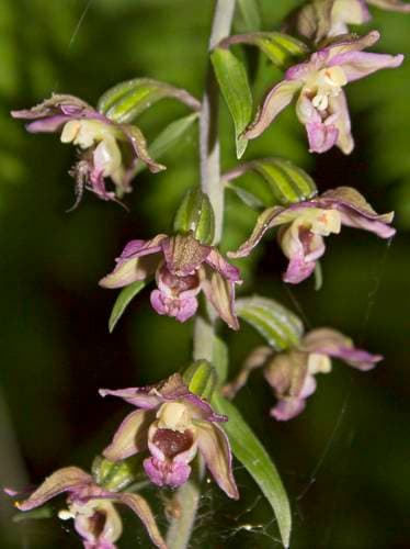 Broad-leaved Helleborine
