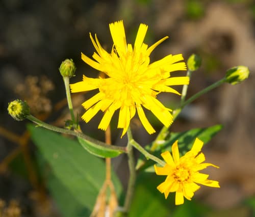 Canada Hawkweed Bonsai