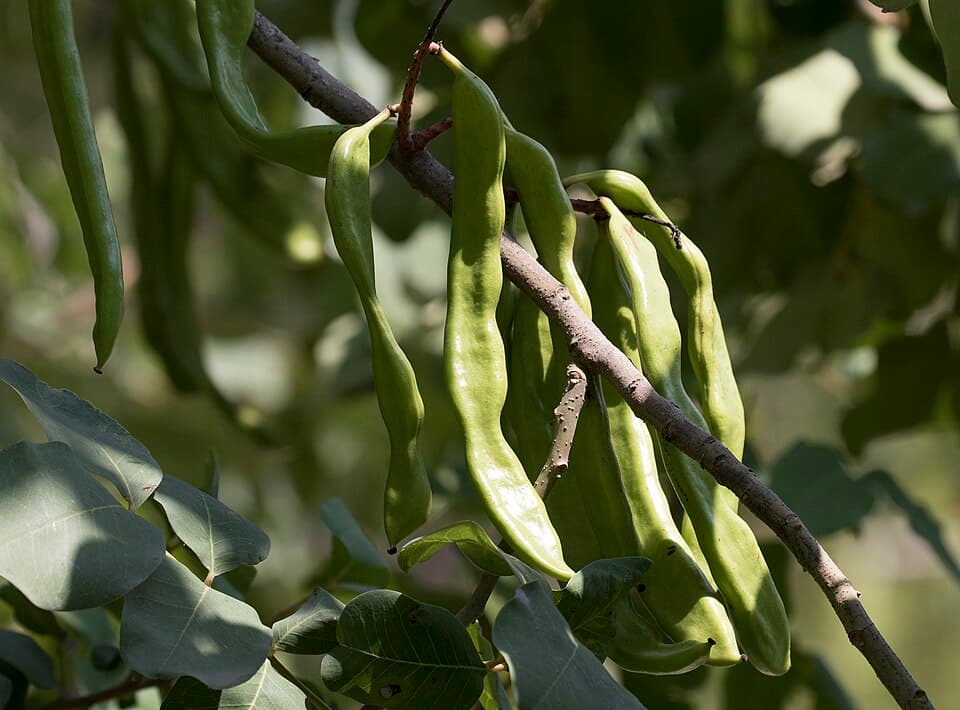 Carob (Ceratonia siliqua) Bonsai