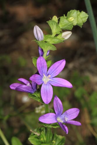 Clasping Venus's Looking-glass