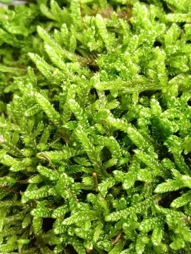 Cypress-leaved Plait-moss