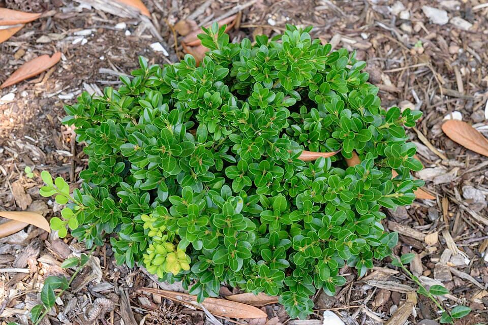 Kingsville Boxwood Saikei