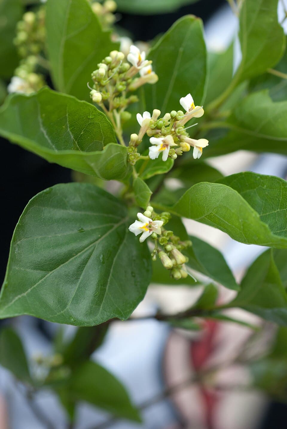 Premna microphylla Bonsai
