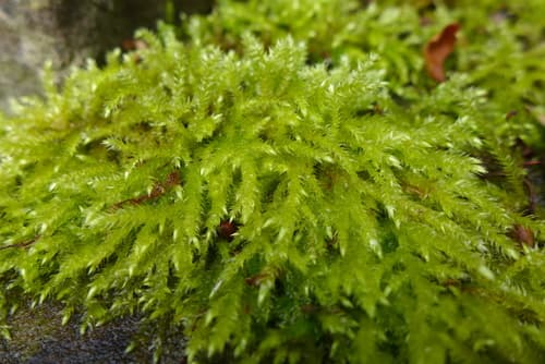 Rough-stalked Feather-moss