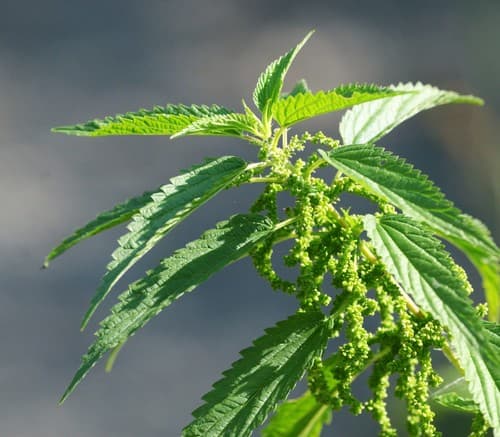 Slender Stinging Nettle Bonsai