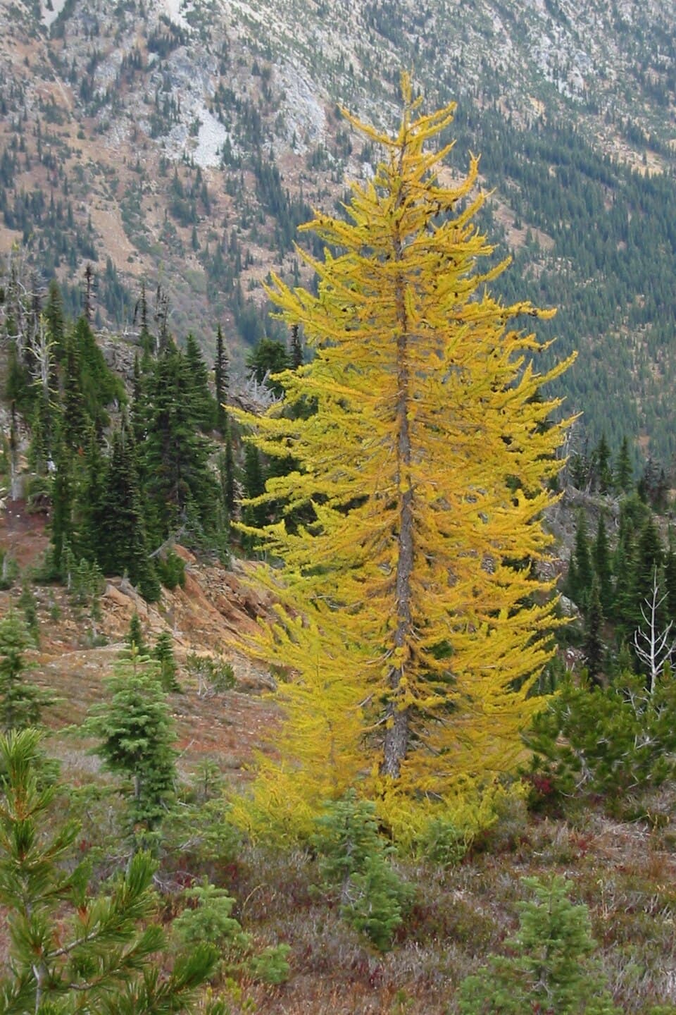 Tamarack (Larix laricina) Bonsai Forest