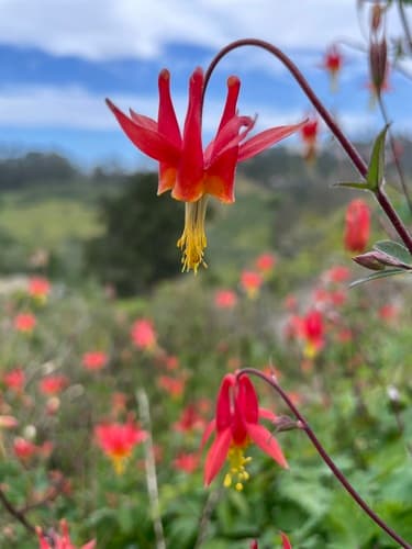 Western Columbine