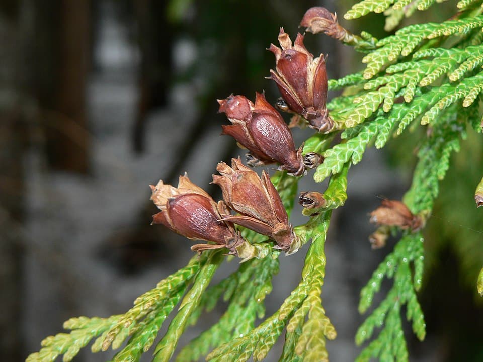 Western Red Cedar Bonsai