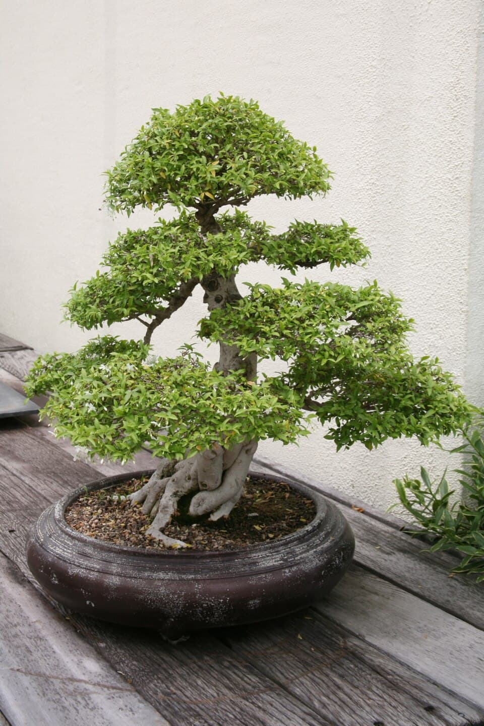 Wrightia religiosa Bonsai