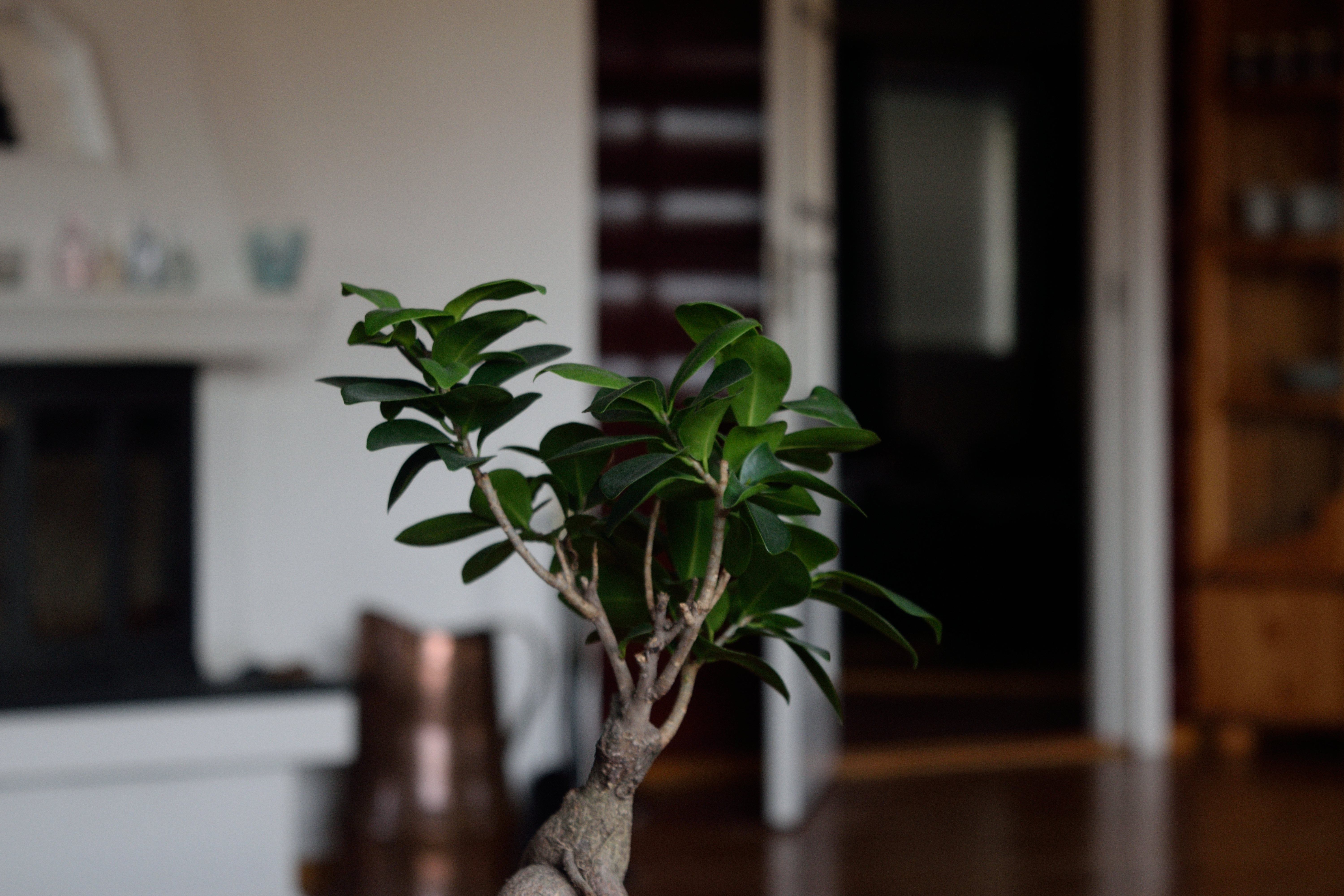 Ginseng Ficus Bonsai