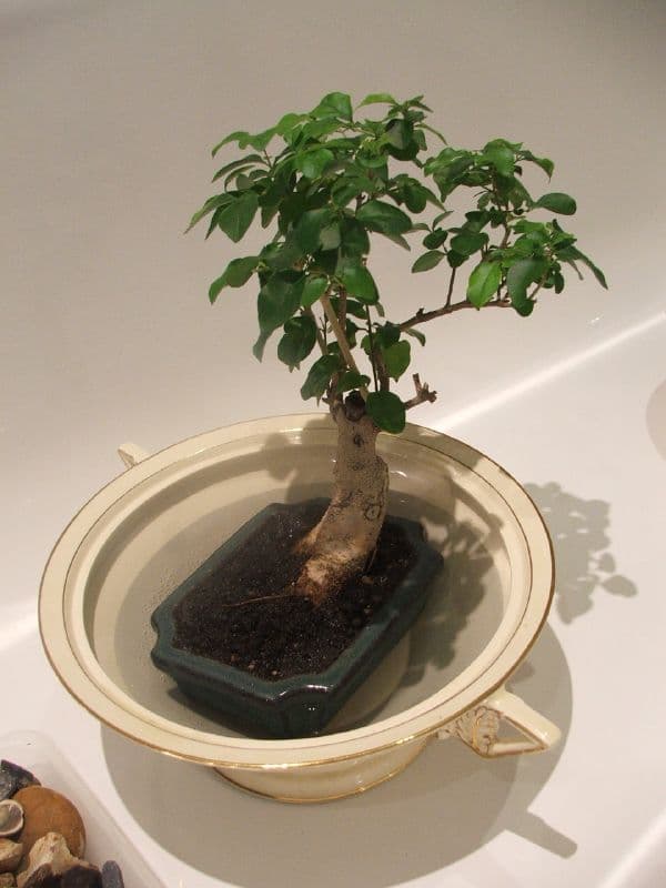 Chinese Privet Bonsai