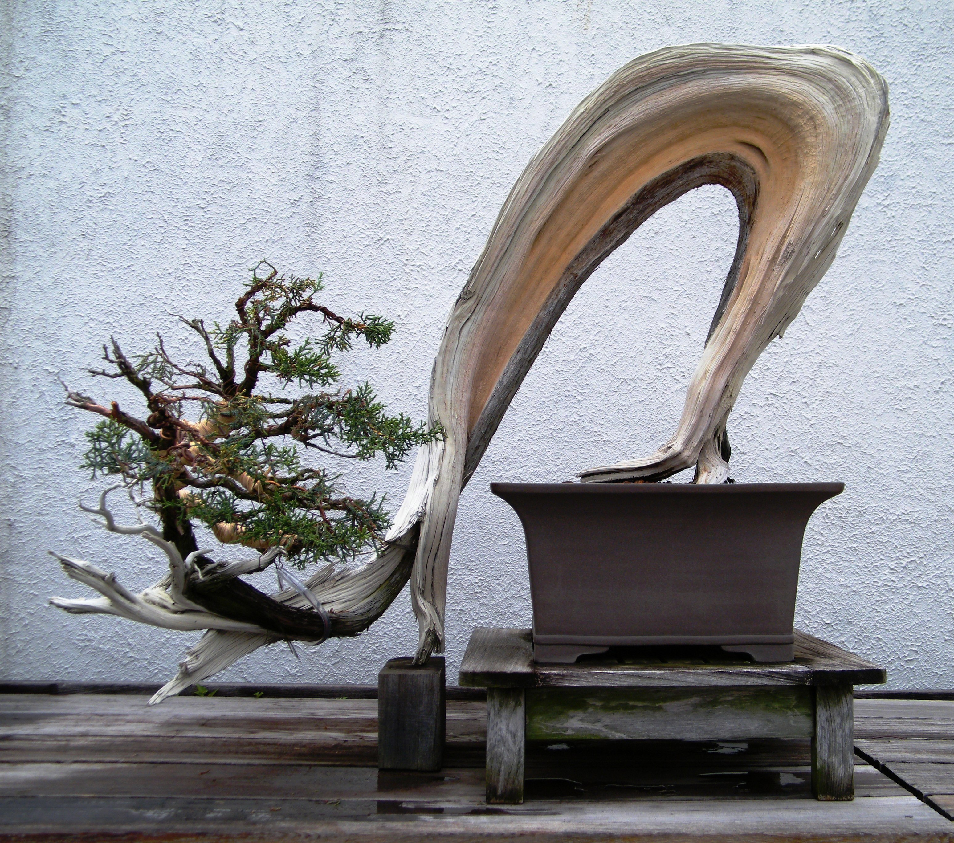 California Juniper Bonsai with Dramatic Deadwood
