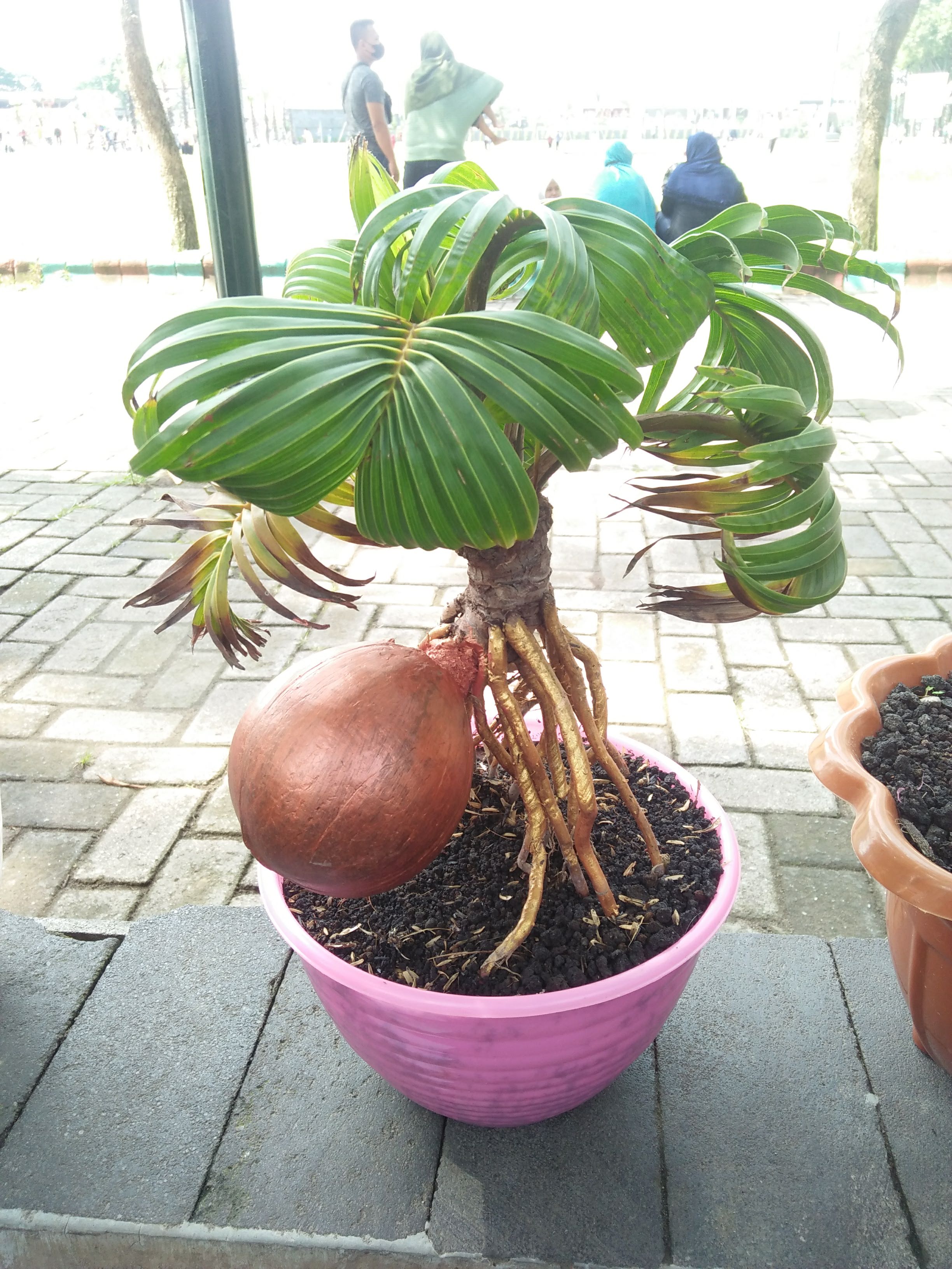 Coconut Bonsai with Exposed Roots