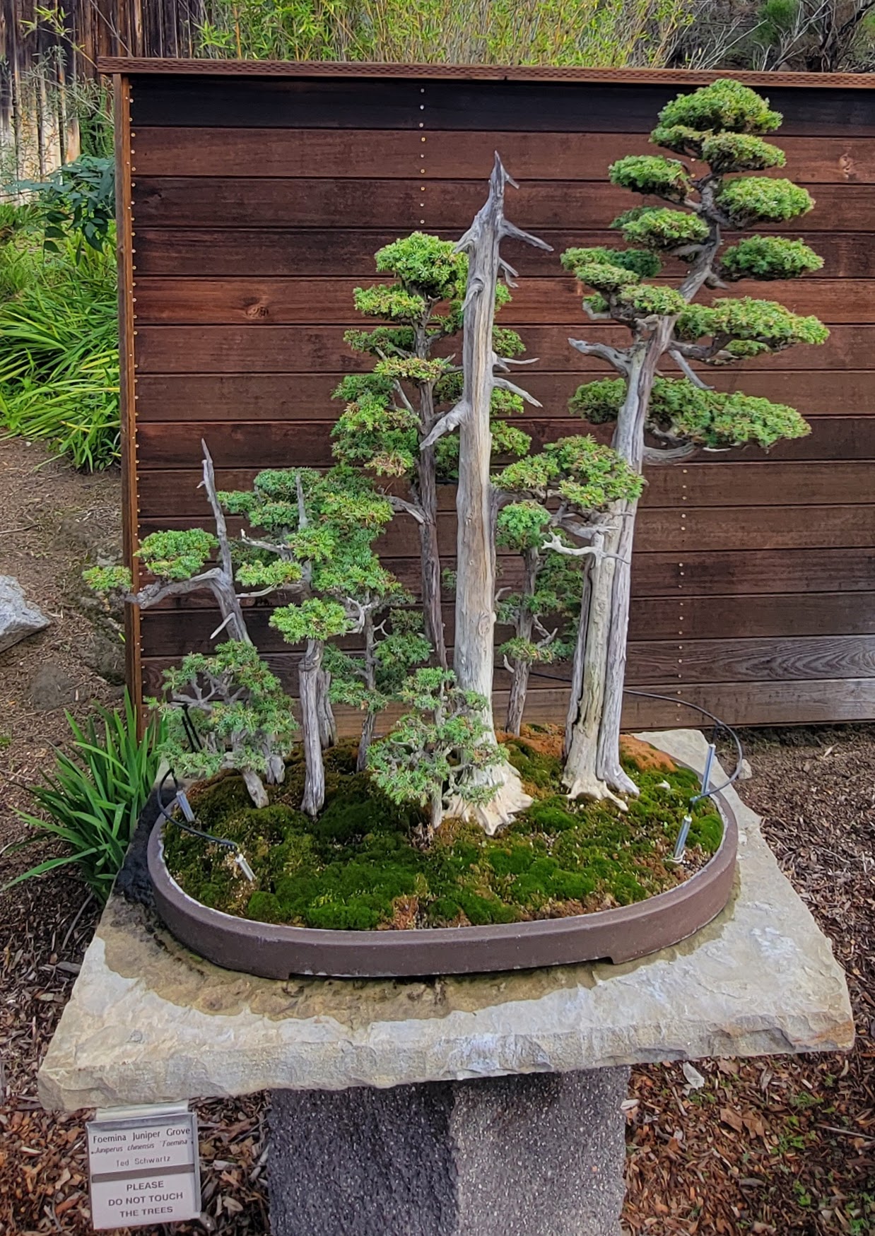 Foemina Juniper Group Bonsai
