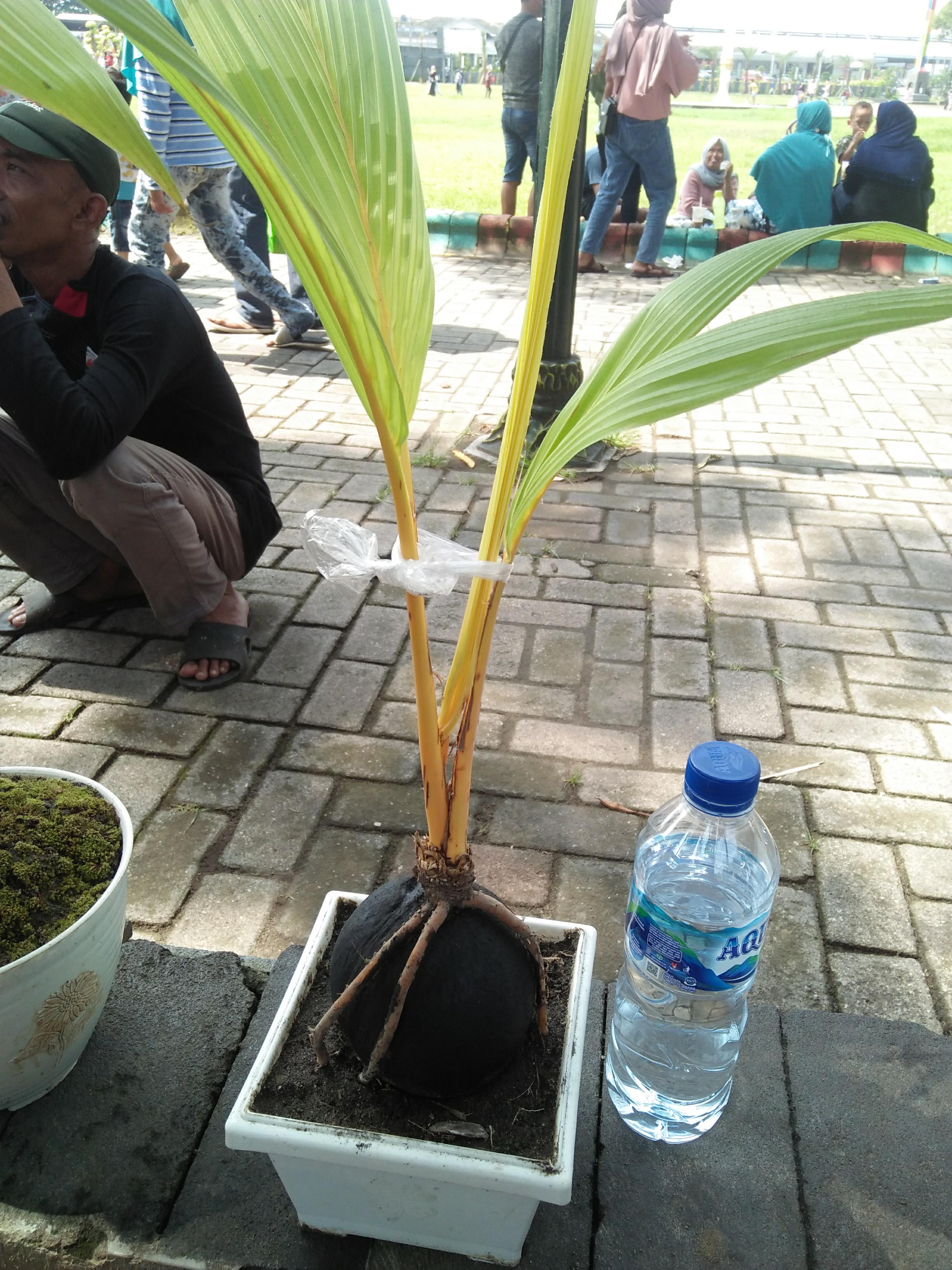 Young Coconut Bonsai Sprout
