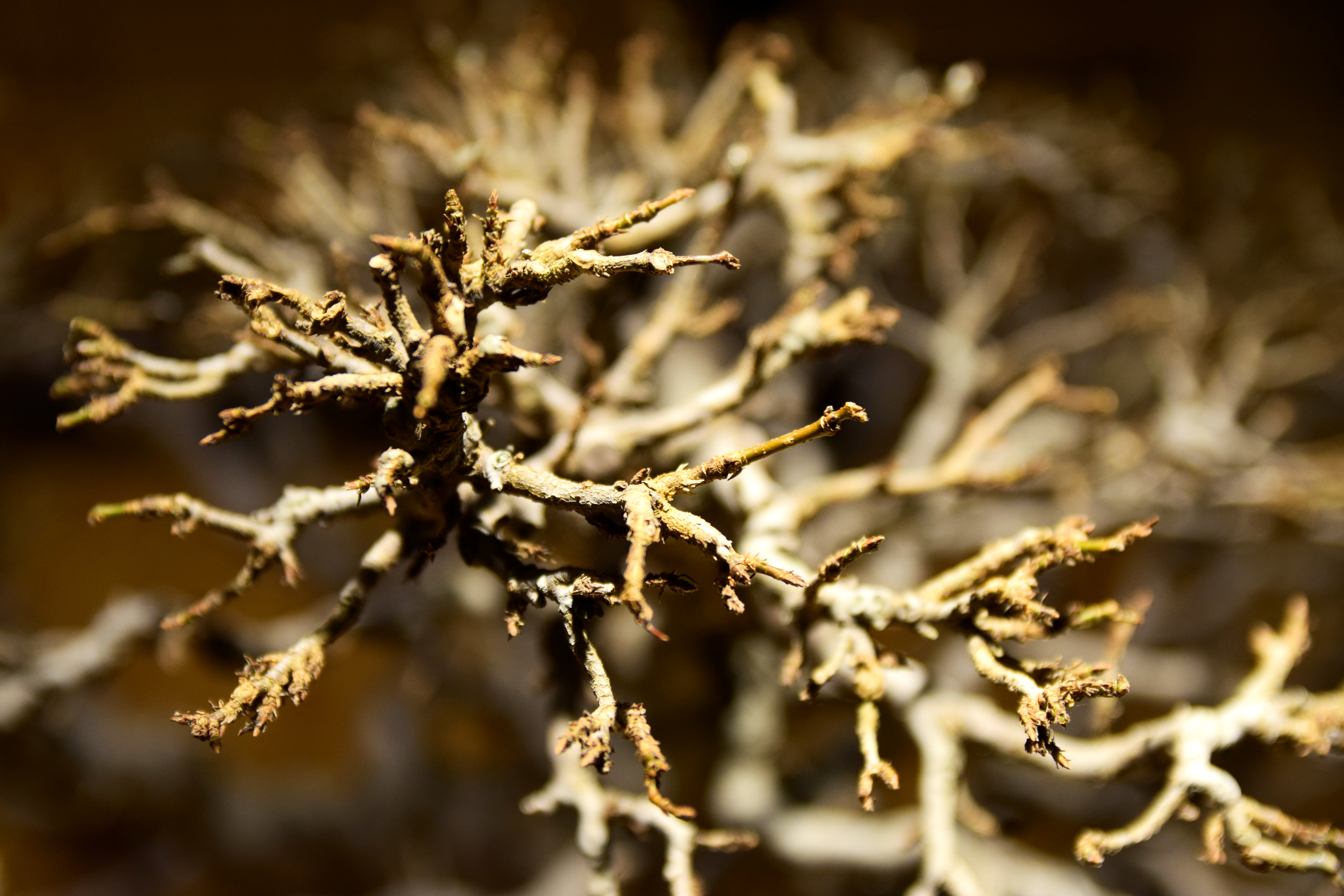 Deciduous Bonsai with Fine Ramification