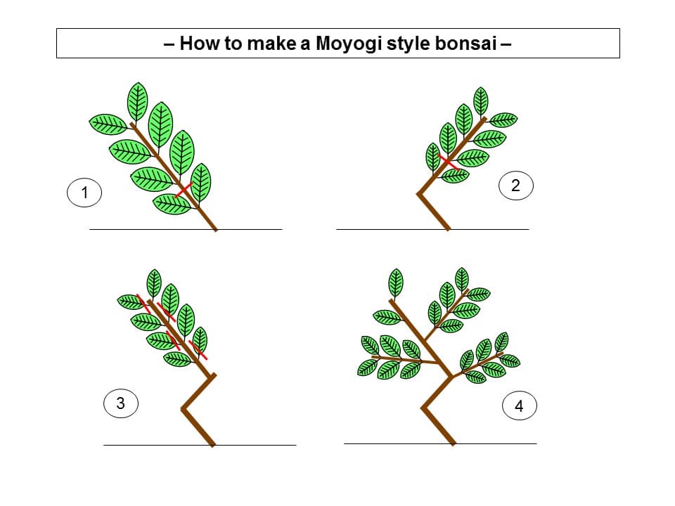 Moyogi Style Bonsai Development Illustration