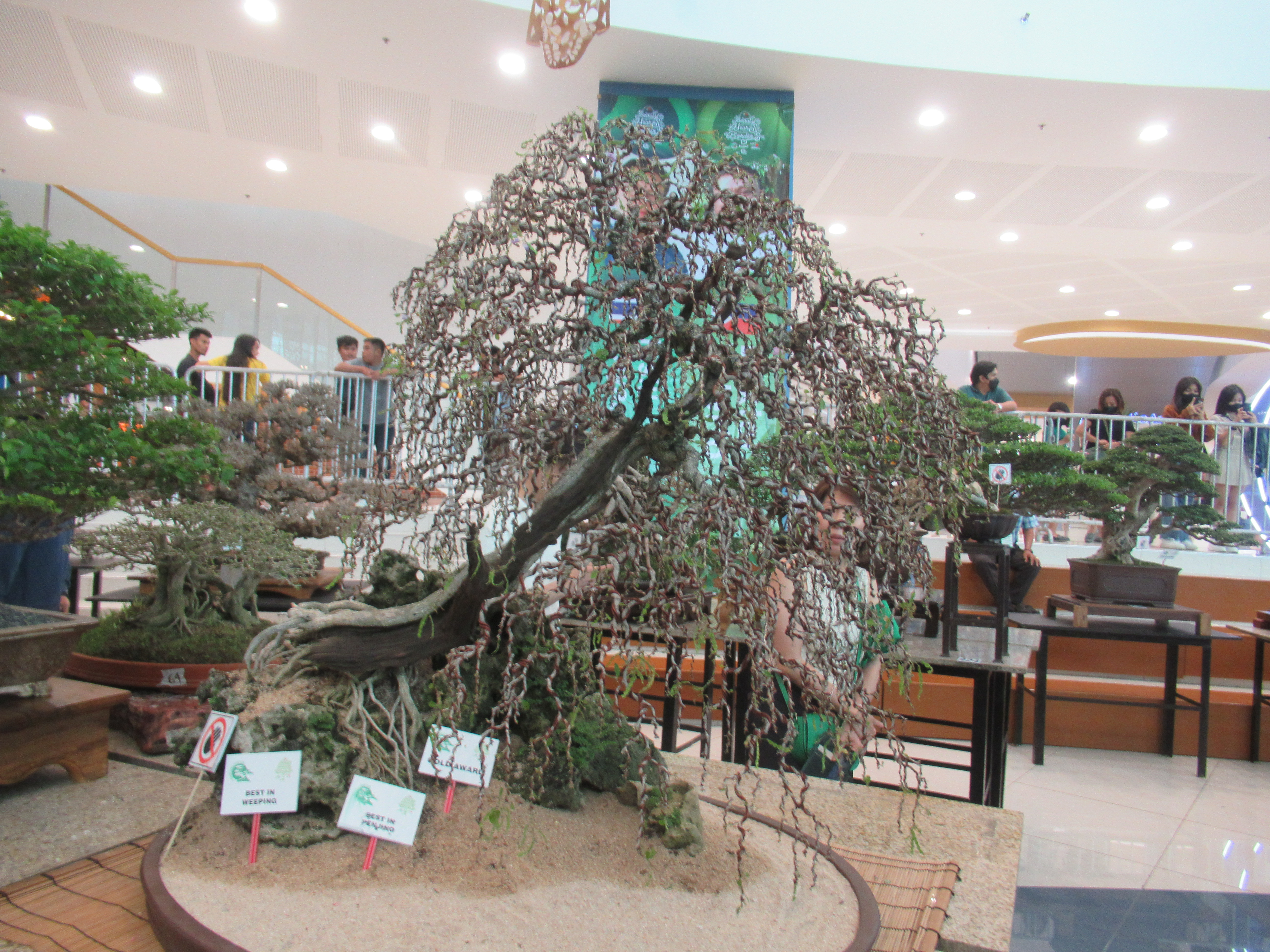 Weeping Fig Slanting Bonsai (Penjing Display)